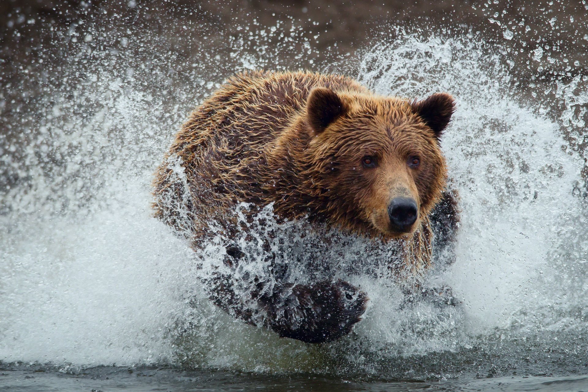 teddybär bär nass tropfen spritzen wasser