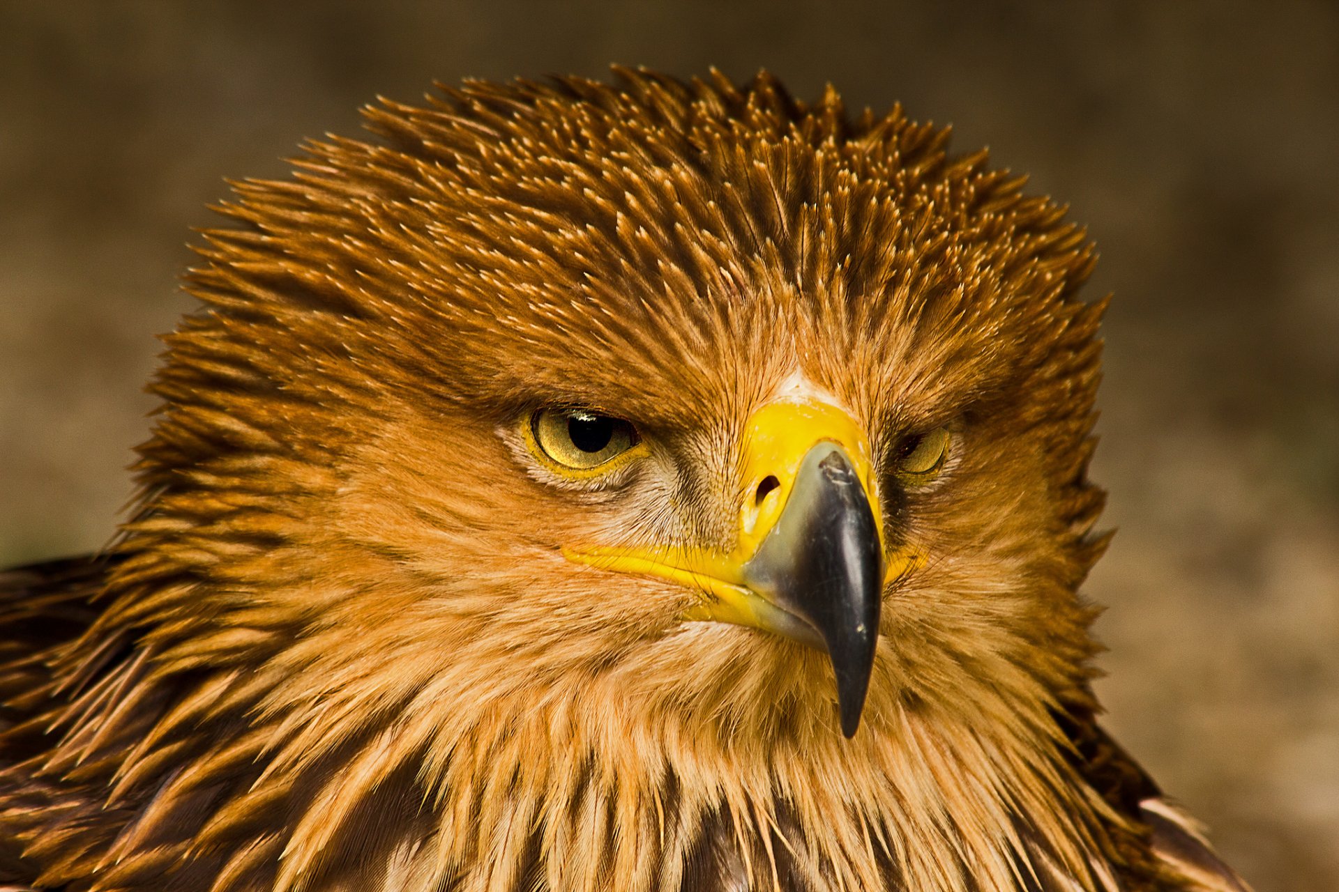 eagle poultry predator view portrait