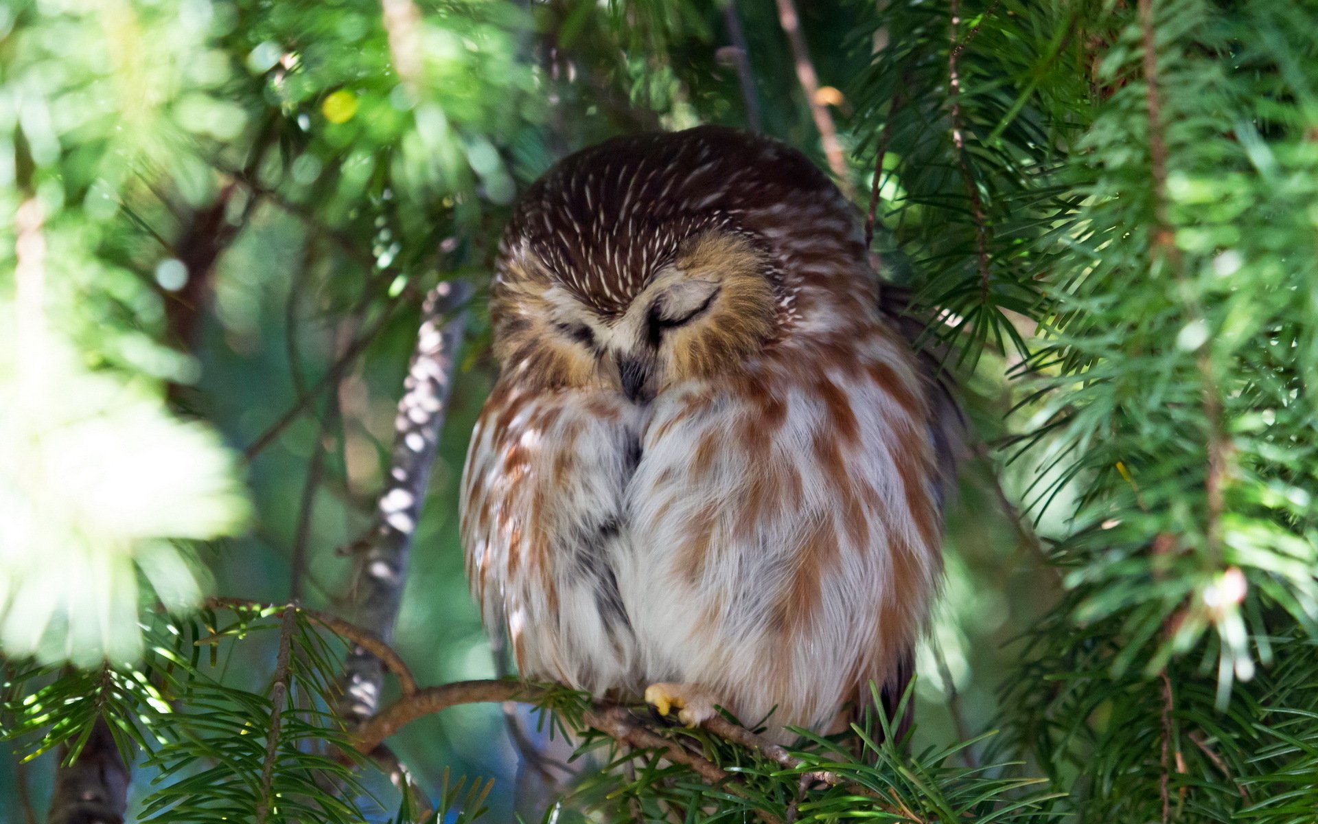 gufo albero natura