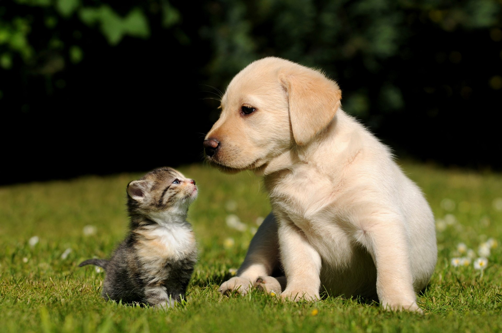 chat chien chaton chiot herbe fond