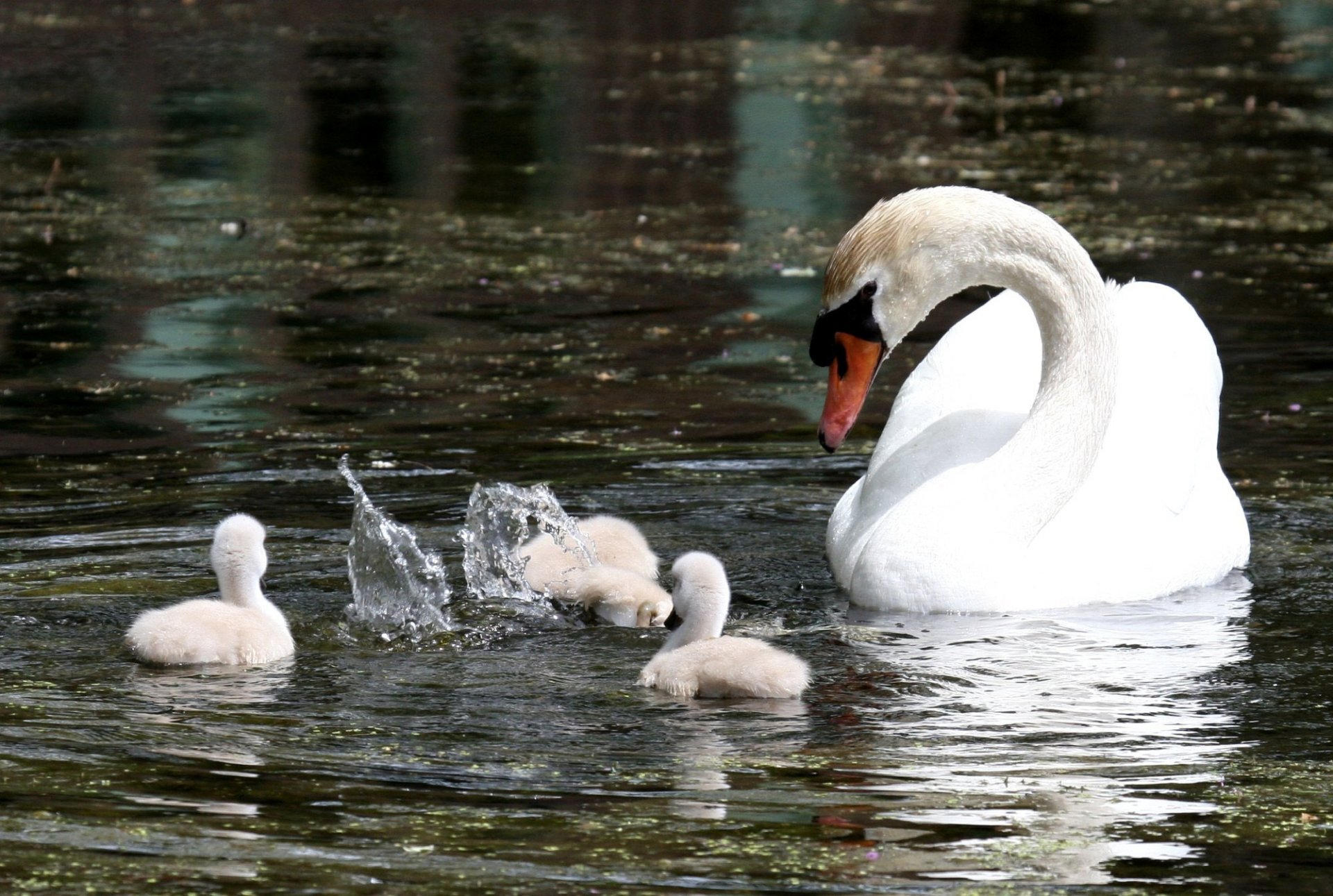 étang blanc cygne canetons famille gouttes éclaboussures plongée plongée soins contrôle