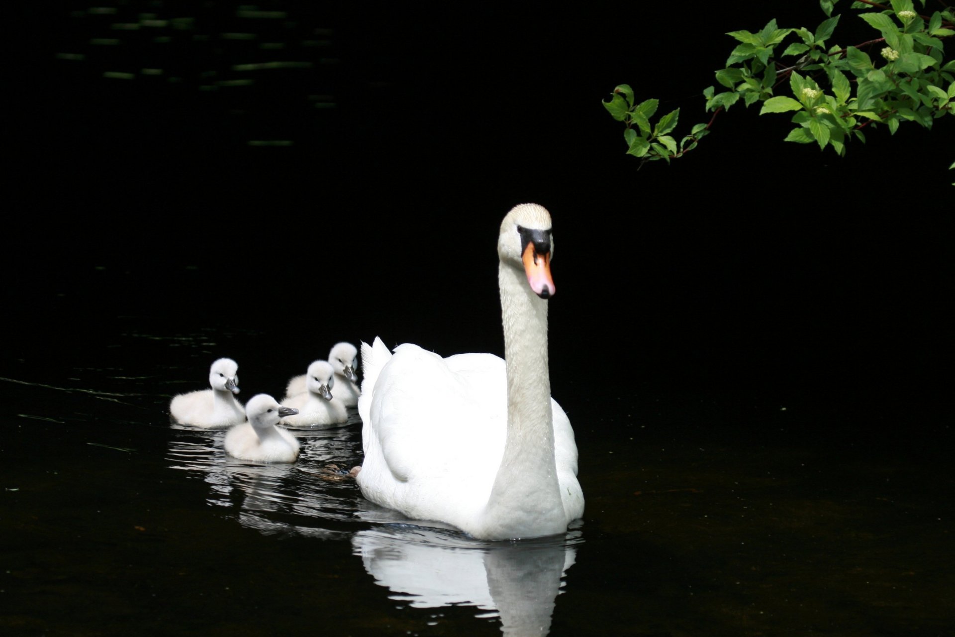 lago estanque familia blanco cisne patitos descendencia