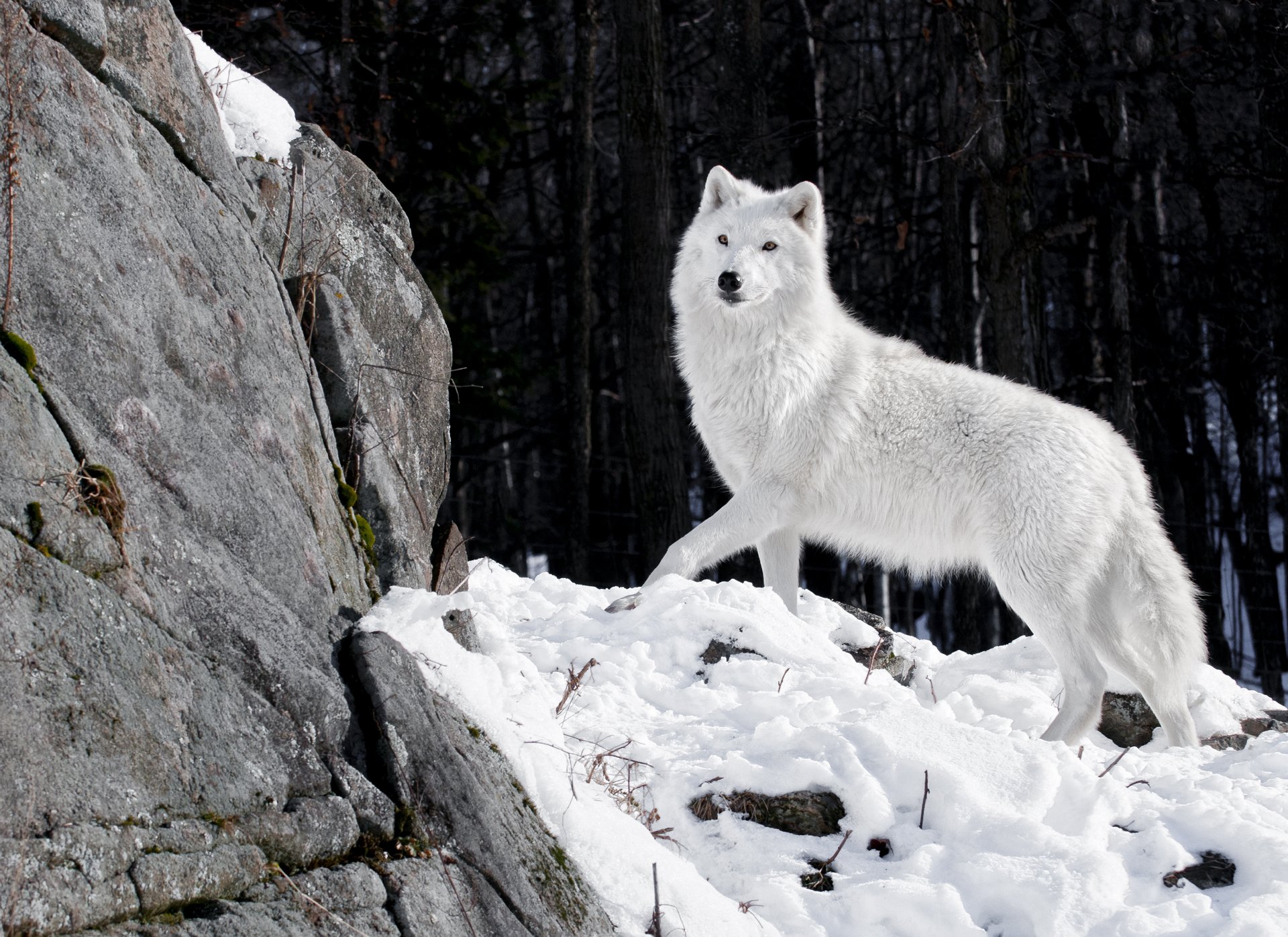 loup blanc prédateur louve hiver neige forêt pierres nature