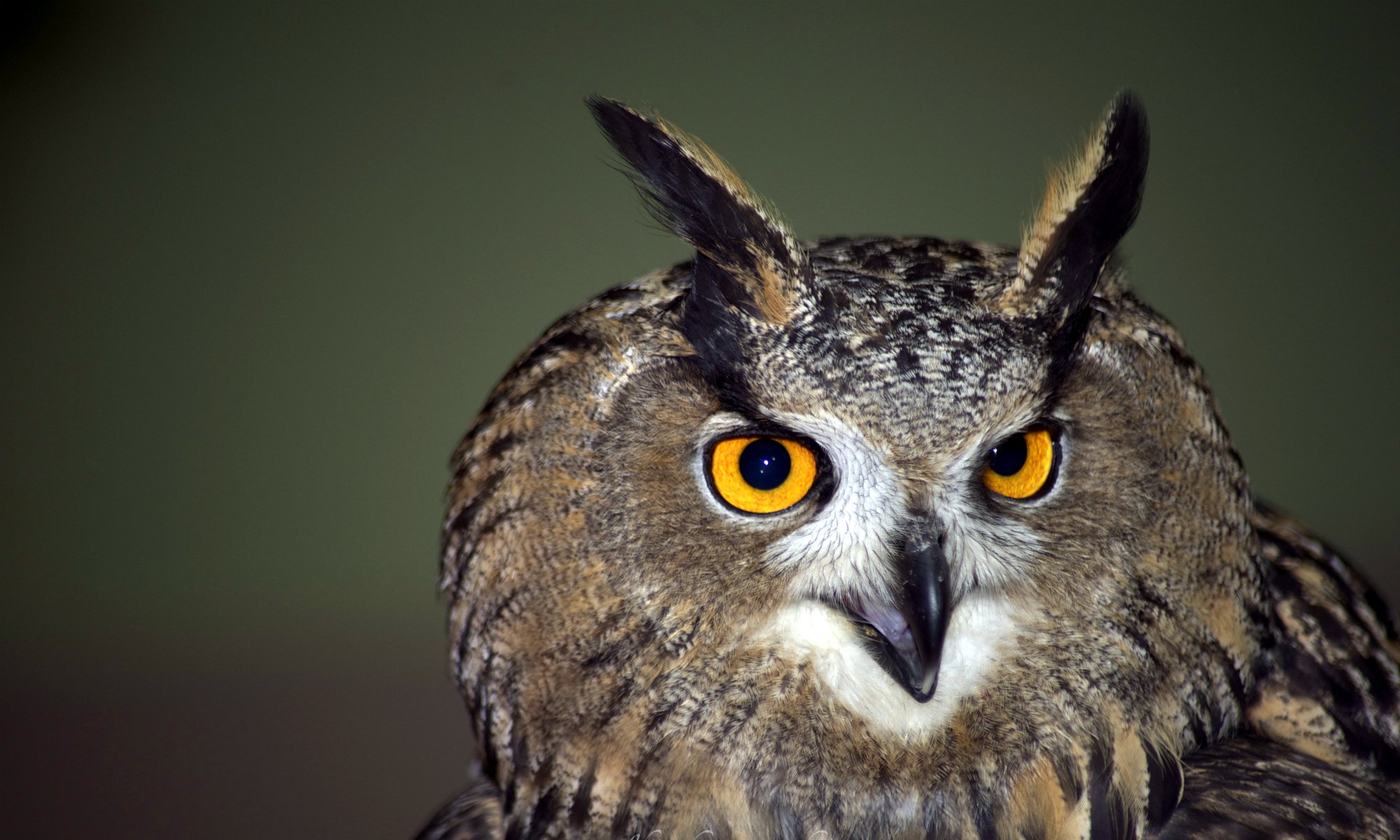 hibou oiseau portrait vue