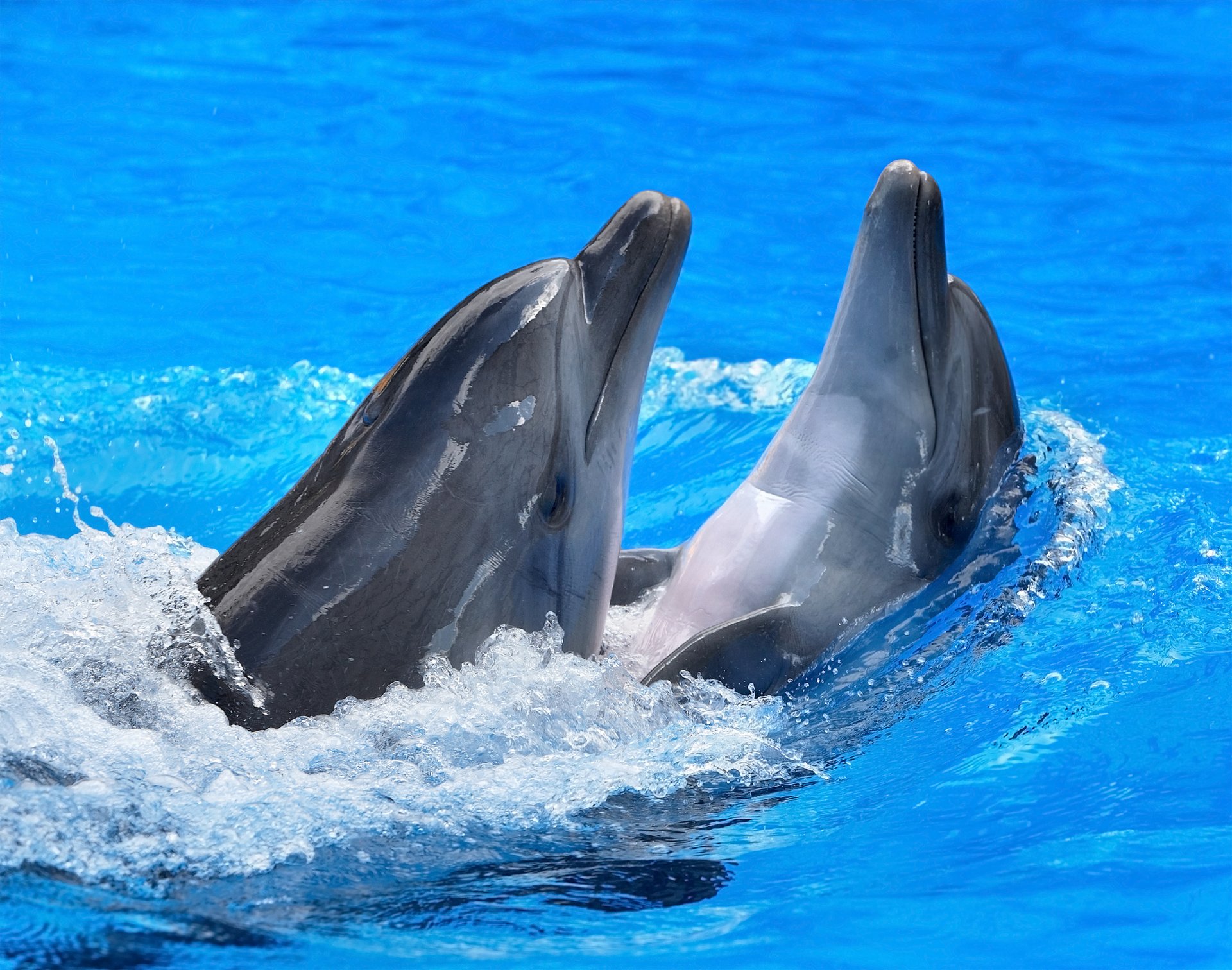 dolphins water reflection