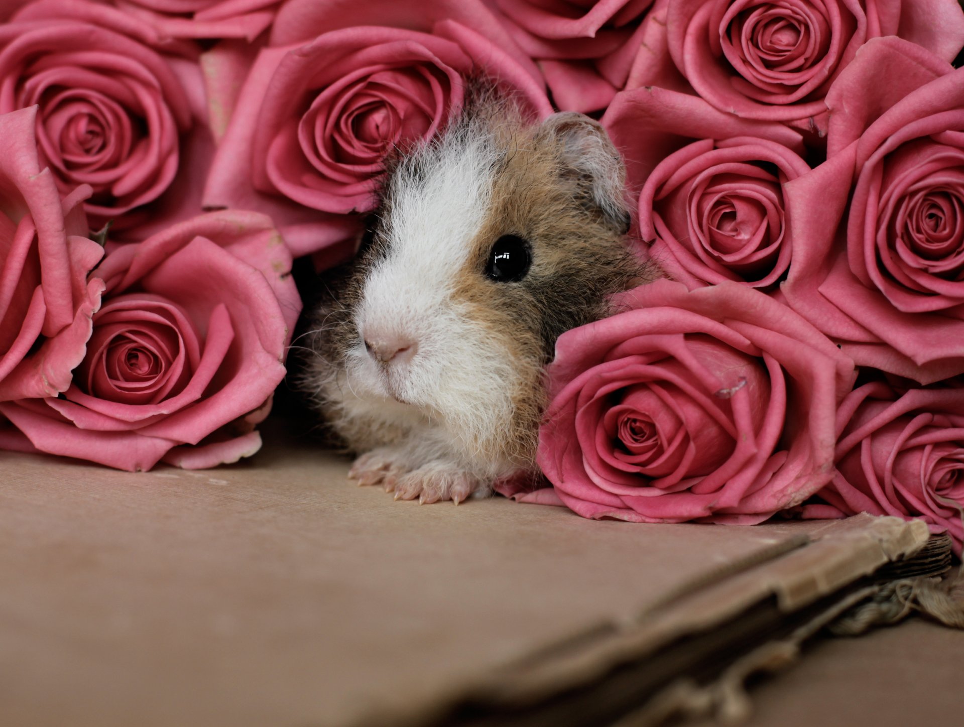 cavia roditore rose rosa fiori