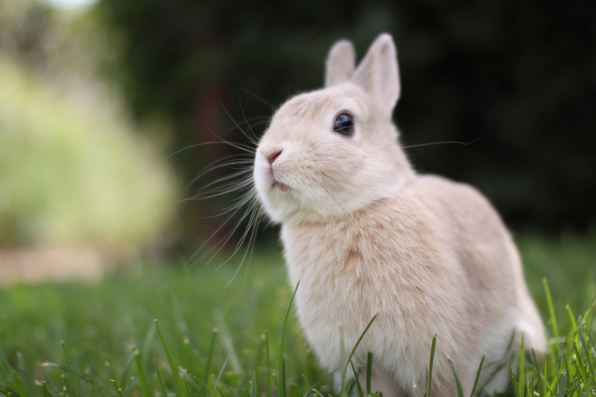 rabbit beige cream color view snout green grass lawn