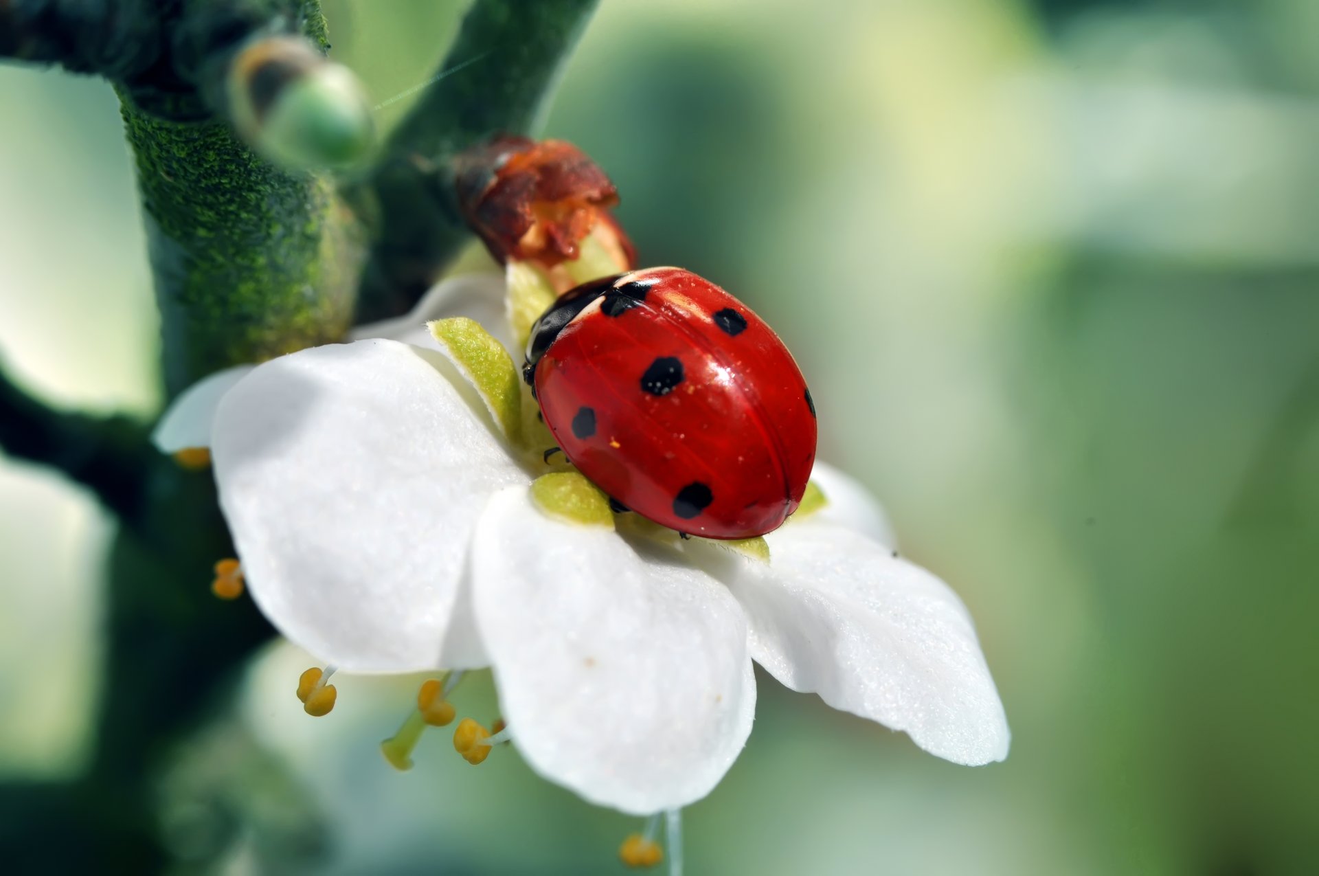 ramo albero fiore coccinella insetto rosso bianco verde