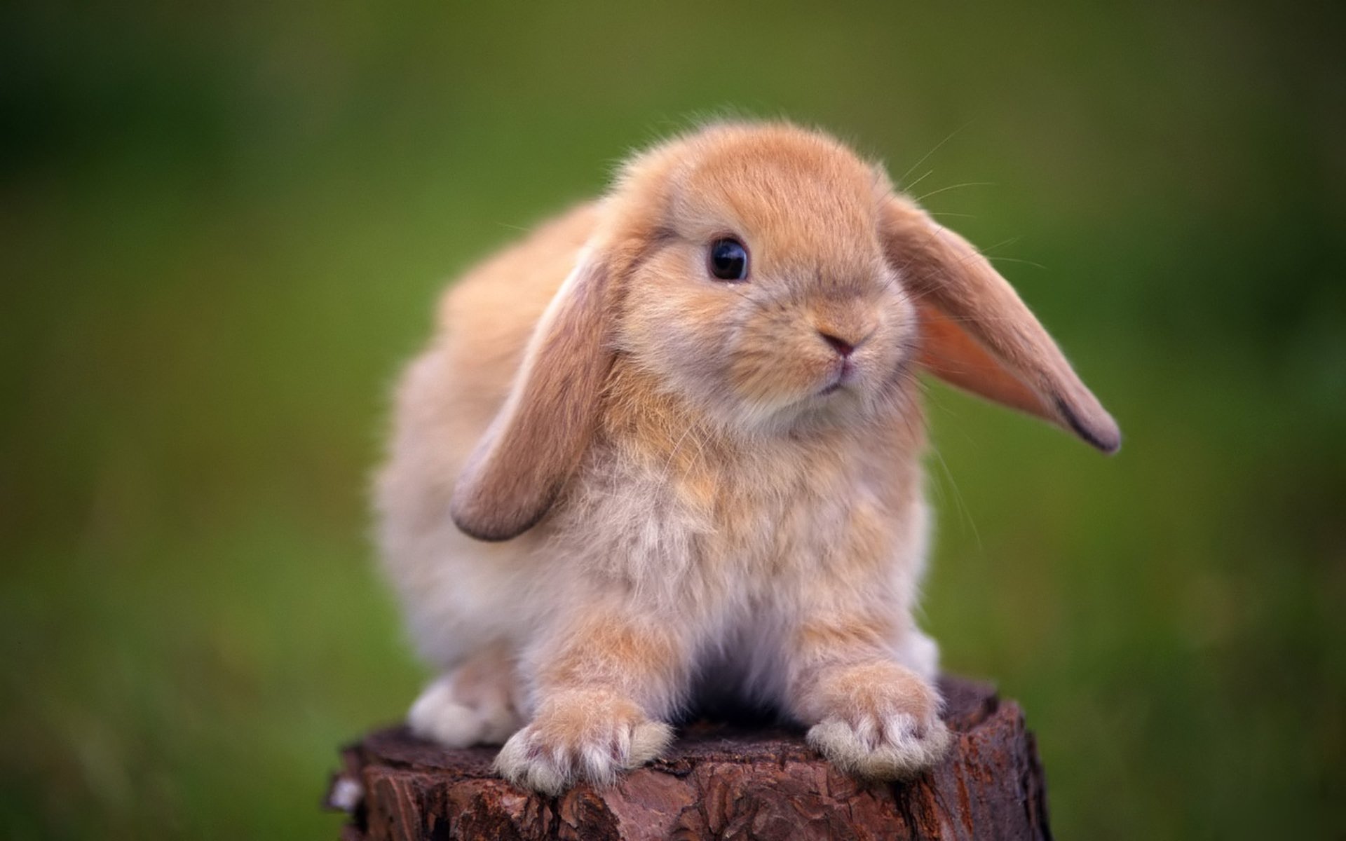 rabbit decorative stump