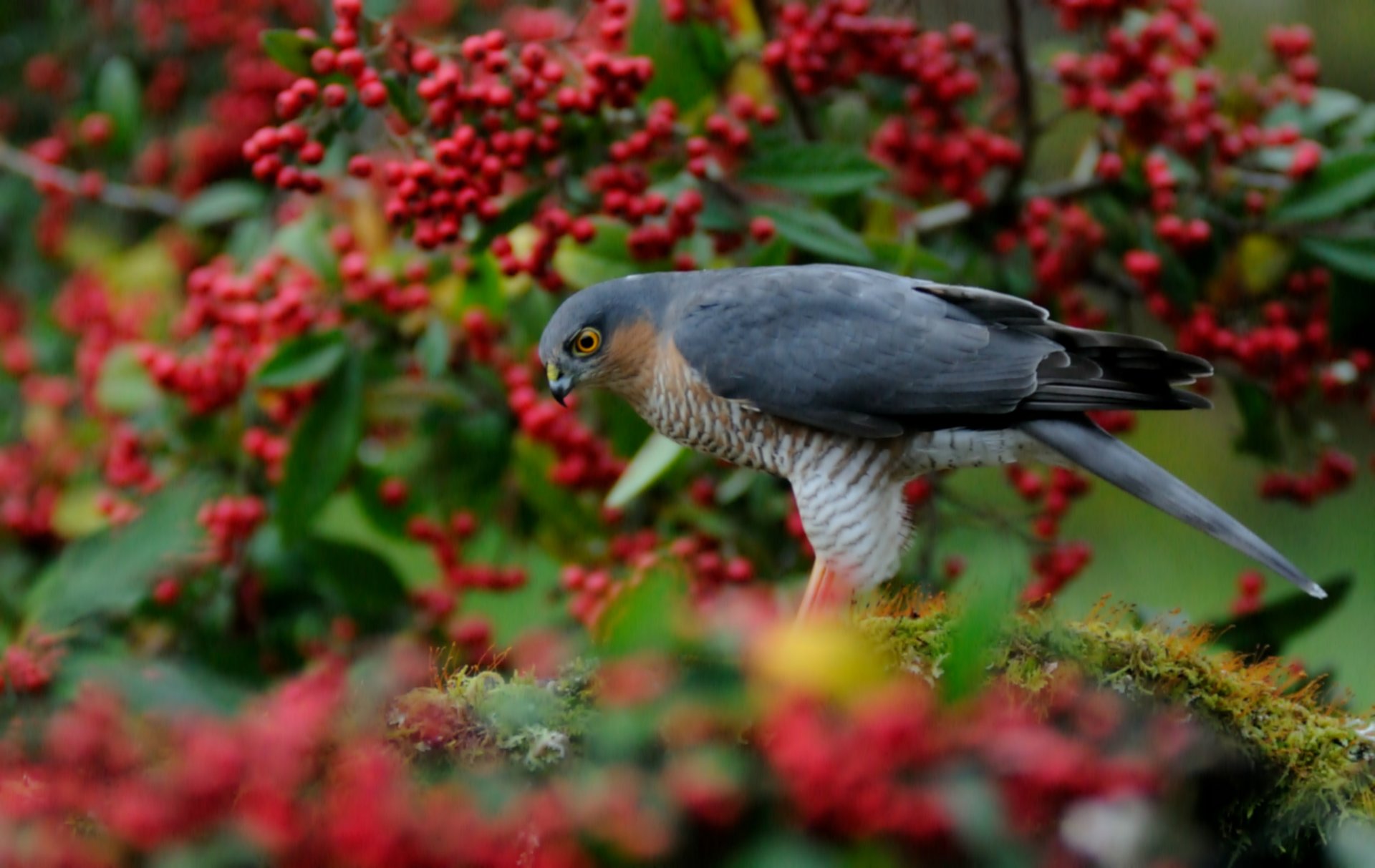 sparviero falco uccello albero rosso bacche sfocatura