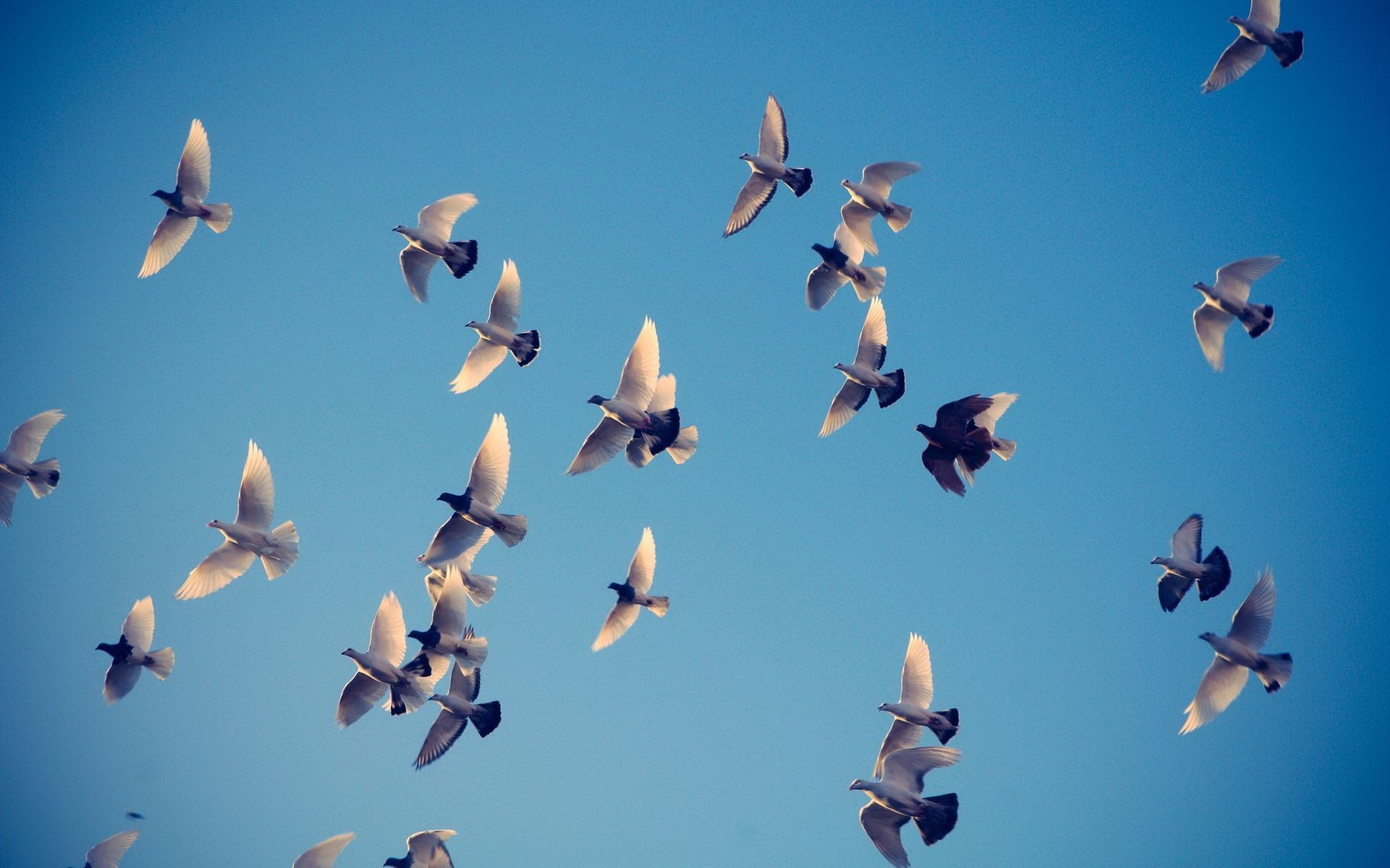 aves palomas cielo vuelo alas