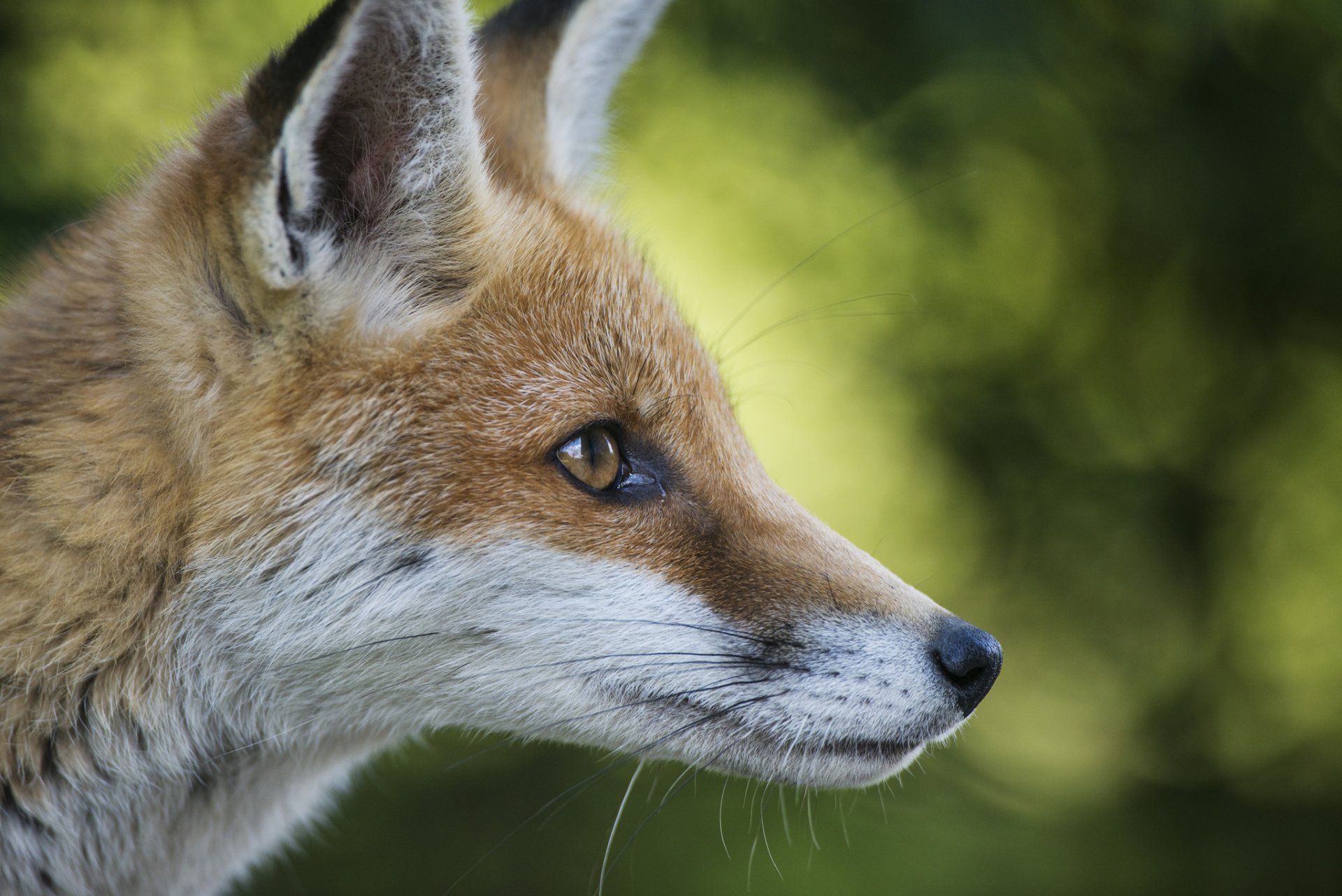 renard renard roux museau oreilles animal