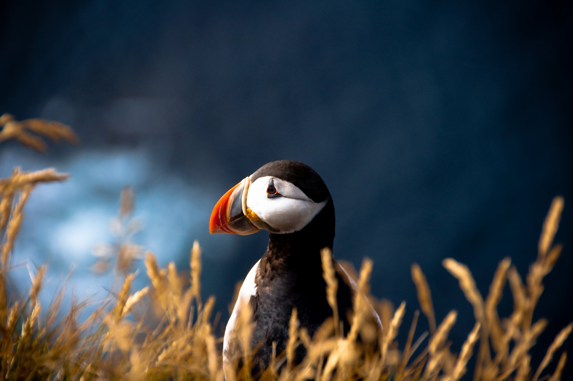 oiseau impasse atlantique fratercula arctica impasse flou