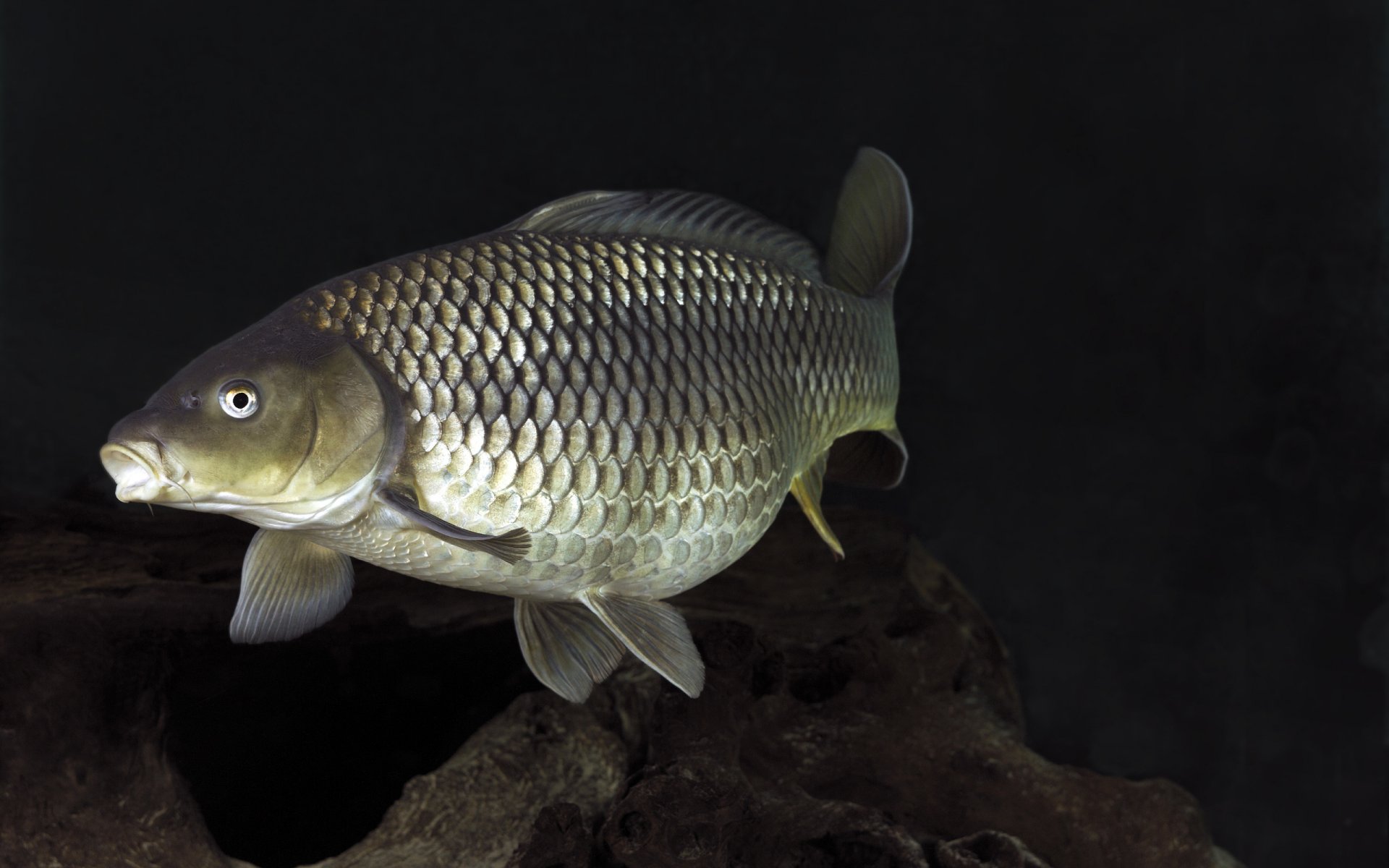 hintergrund fisch flossen schwanz schuppen