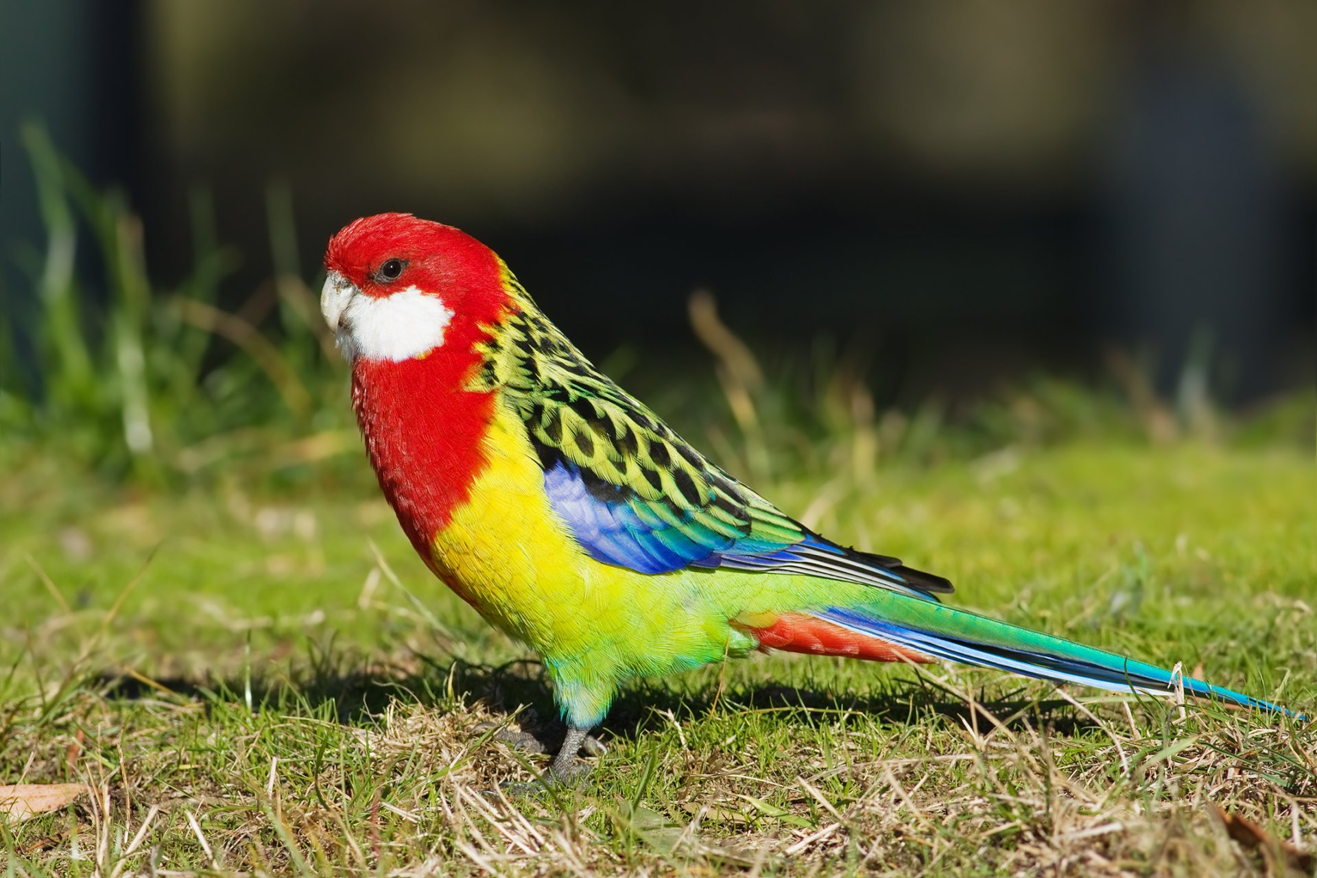 ptak papuga rosella