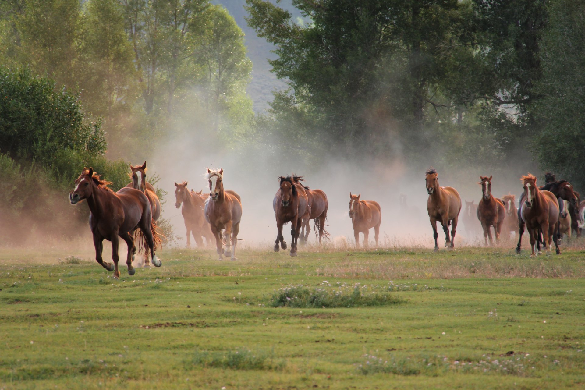 horses herd running nature