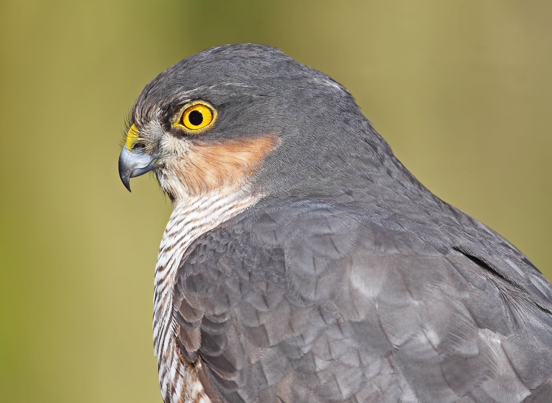 parrowhawk hawk poultry predator section view