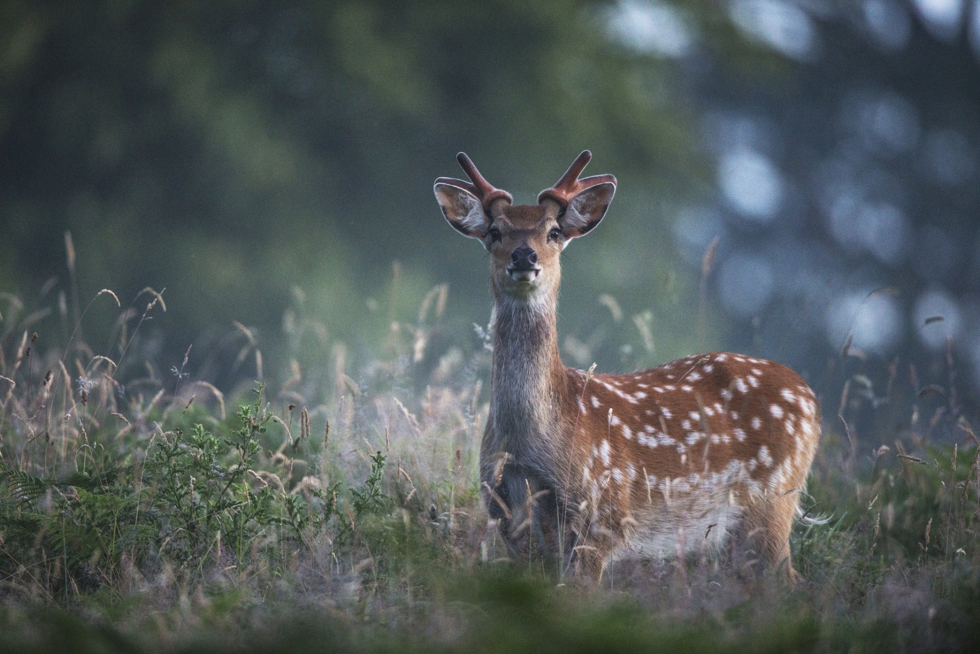 reindeer . nature reflections gra