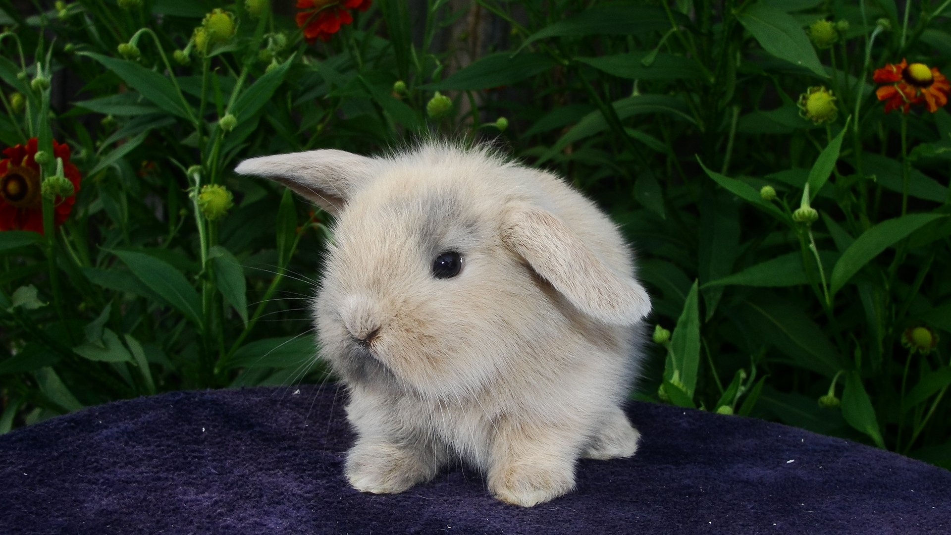 flauschig kaninchen baby