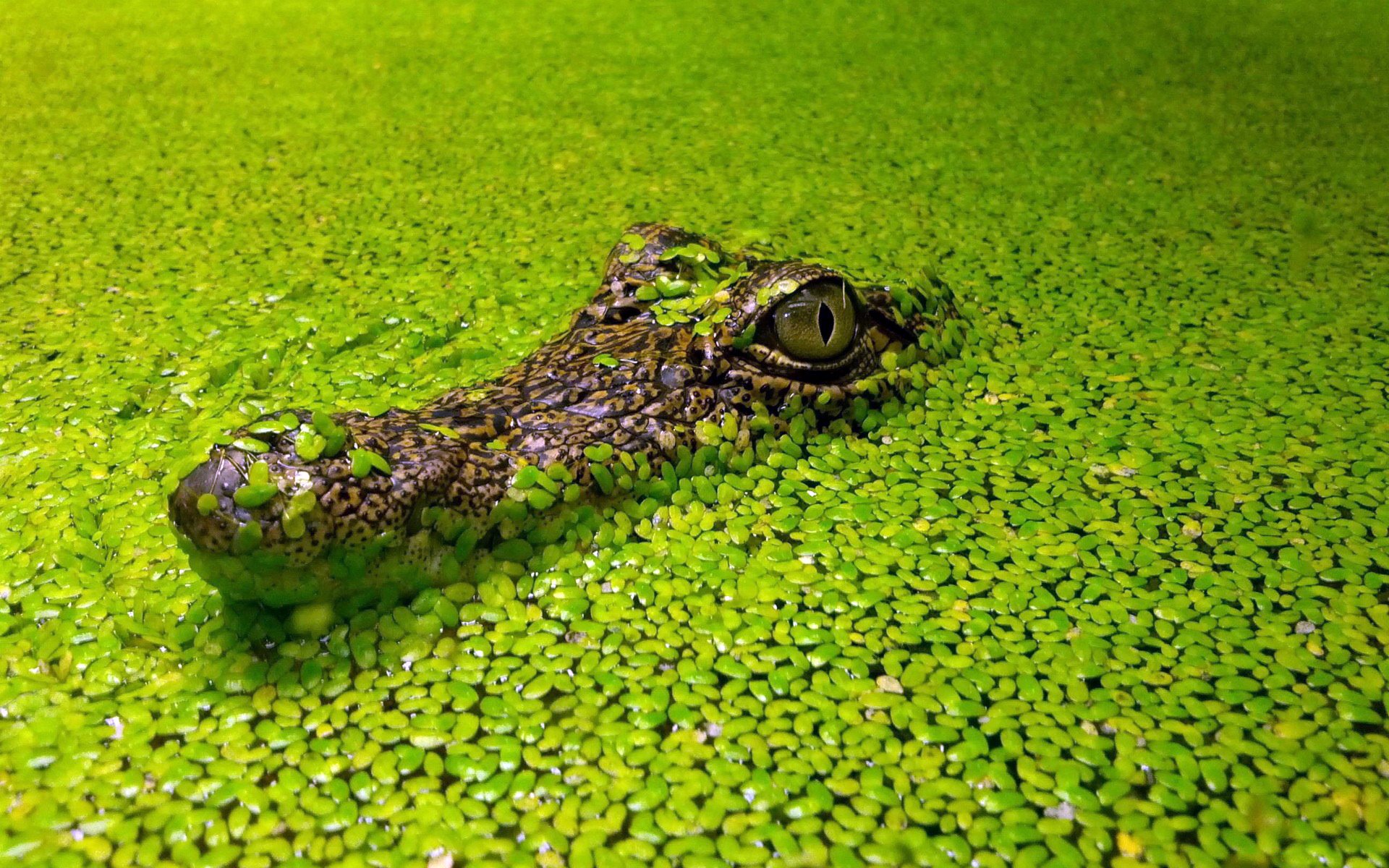 fondo cocodrilo algas lenteja de agua cabeza ojos