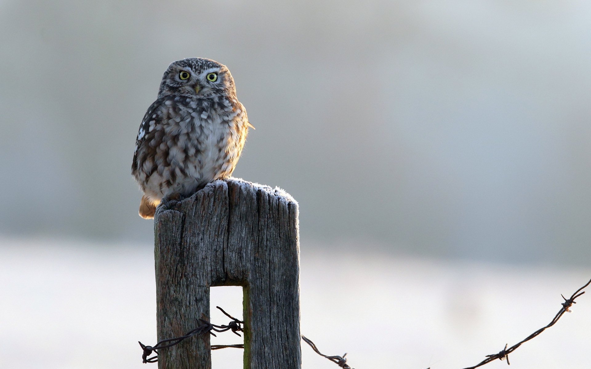 hibou oiseau clôture