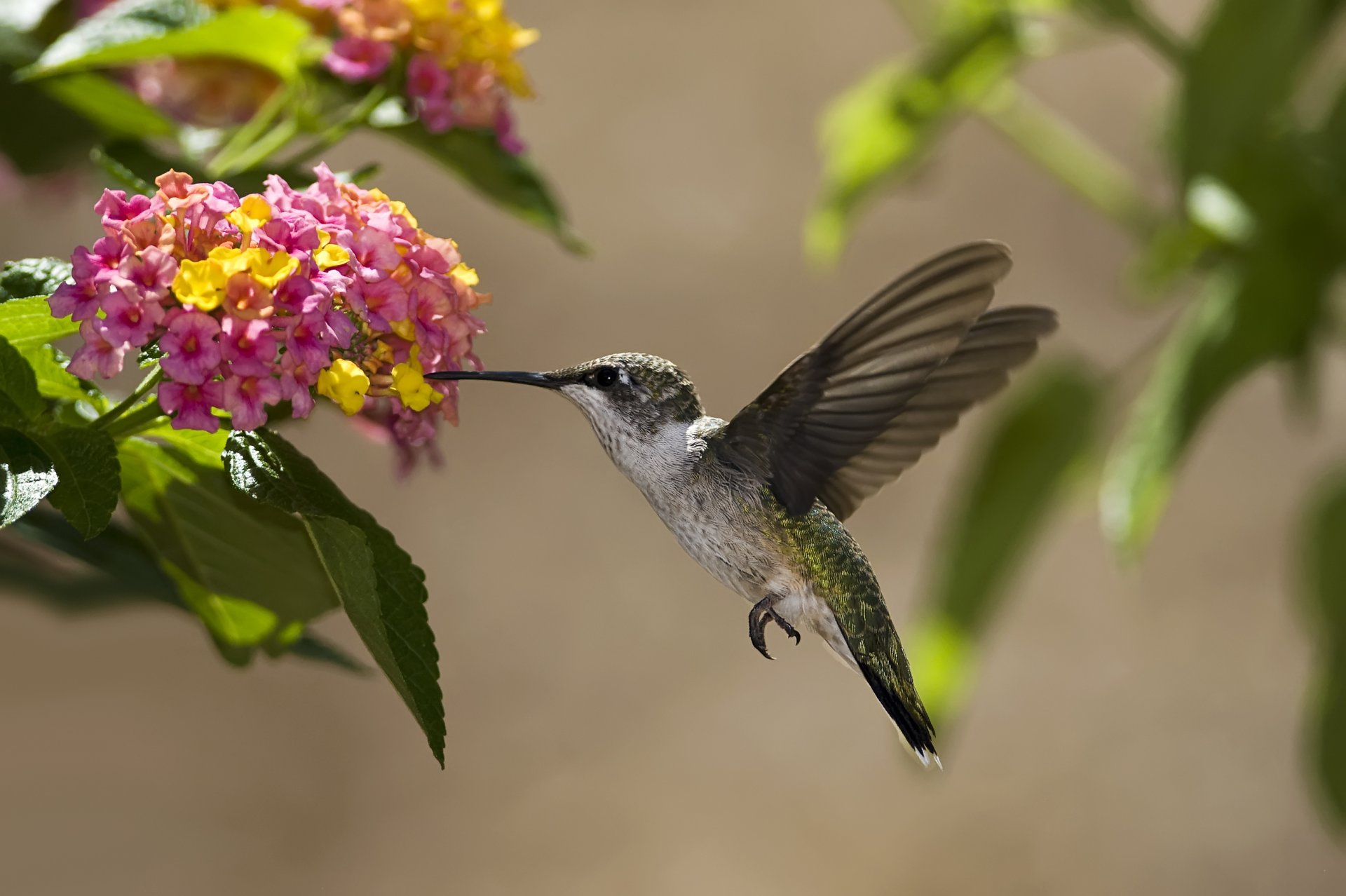 poultry hummingbird flower nectar solar leave