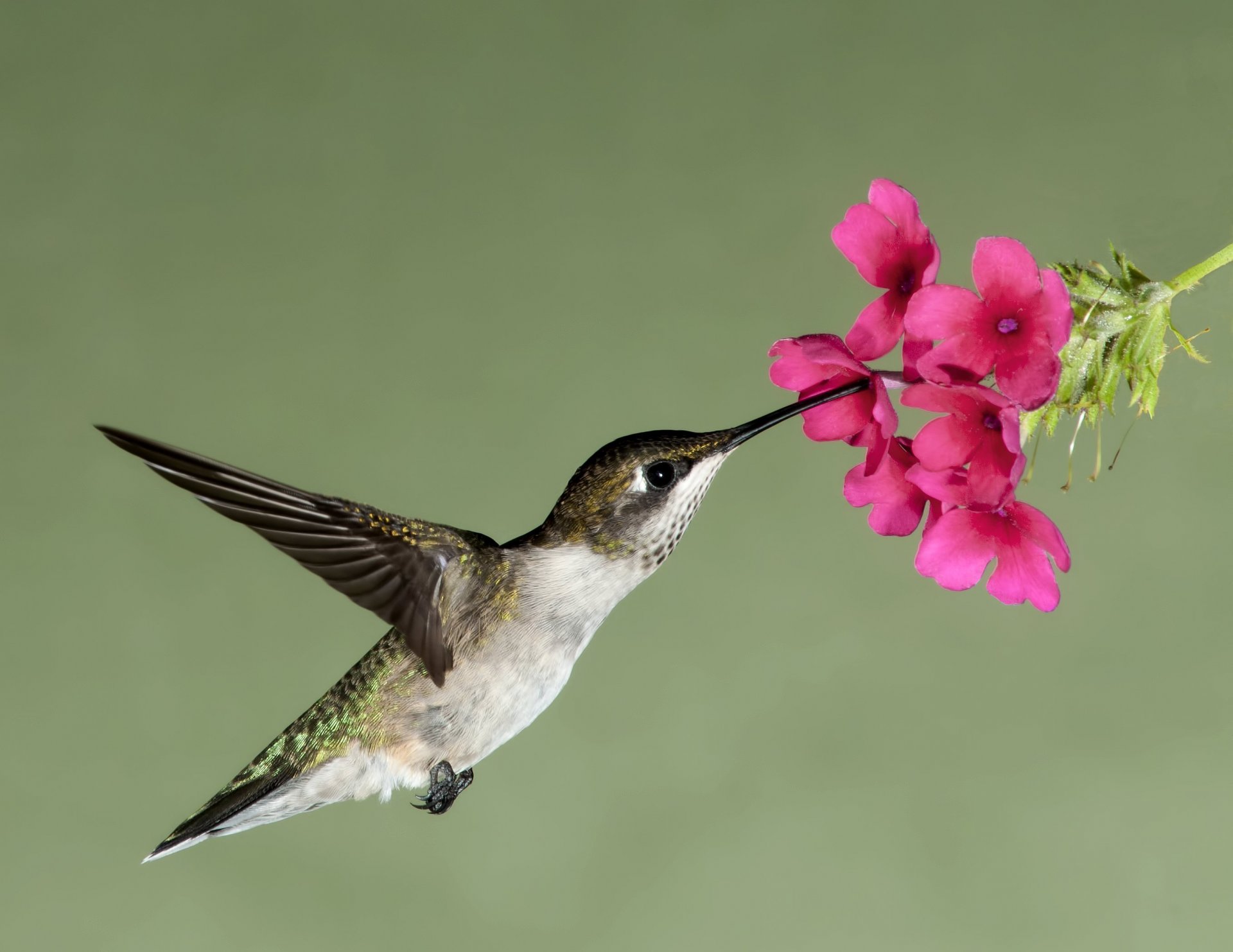 colibrí vuelo flor flores néctar colgado pájaro pico alas naturaleza