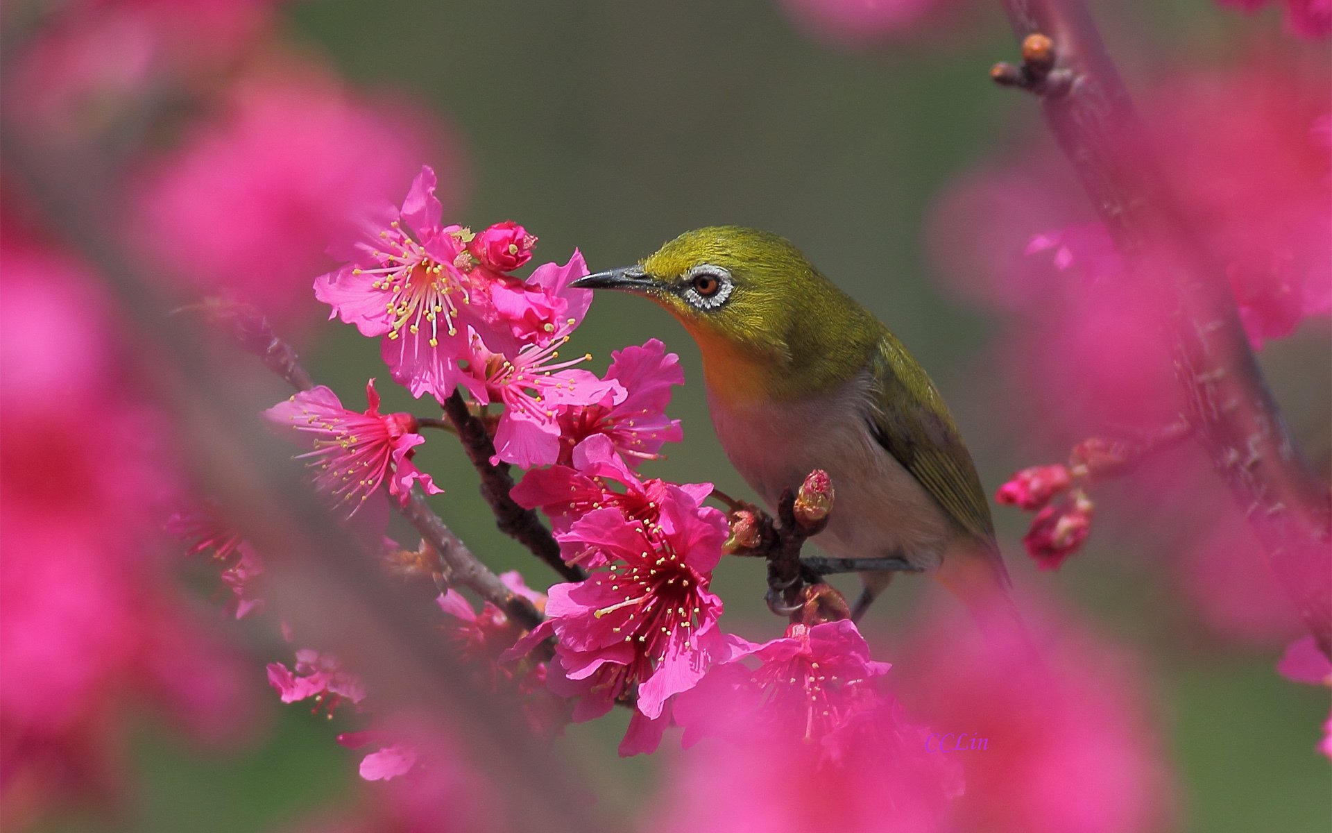 oiseau arbre floraison fleurs printemps rose fruité