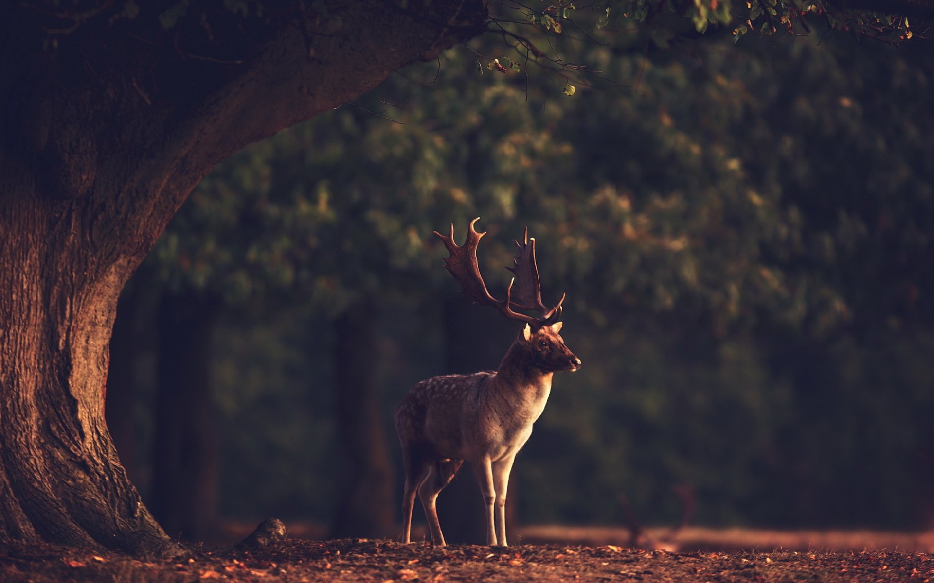 reindeer nature animals forest