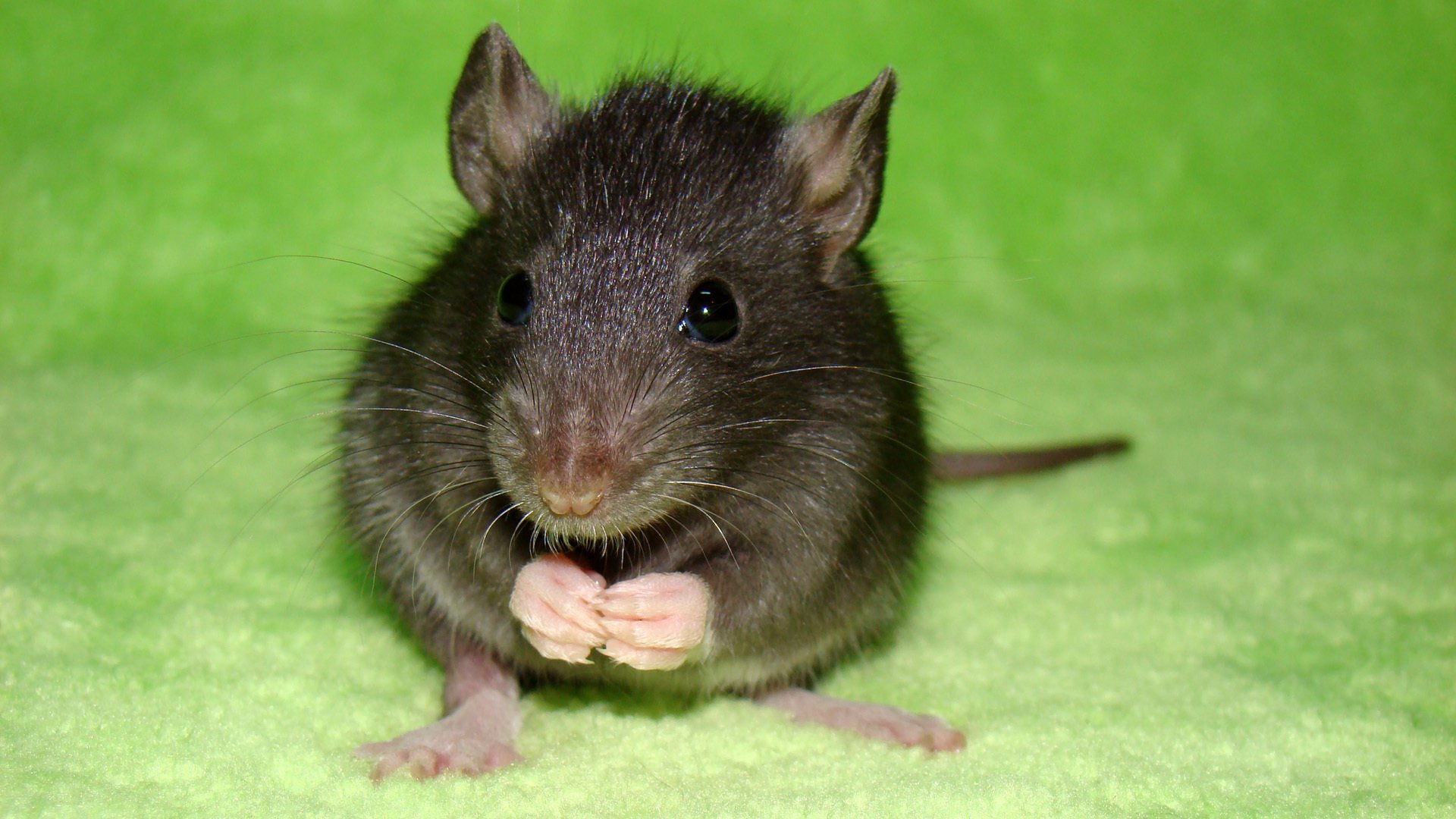 macro rat rats green pet pets macro animal pets 1920x1080