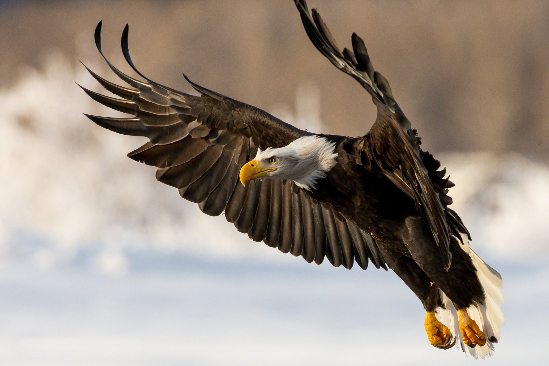 weißkopfseeadler vogel raubtier flügel