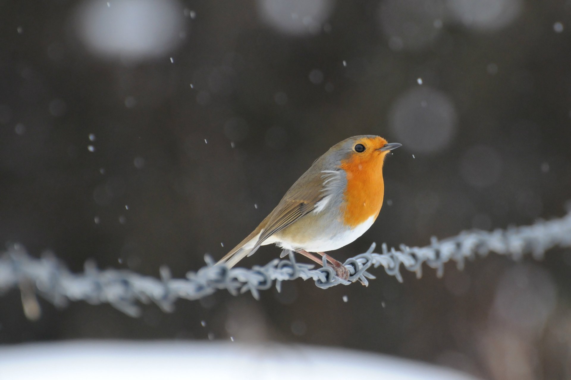 petirrojo pájaro pajarito alambre nieve resplandor