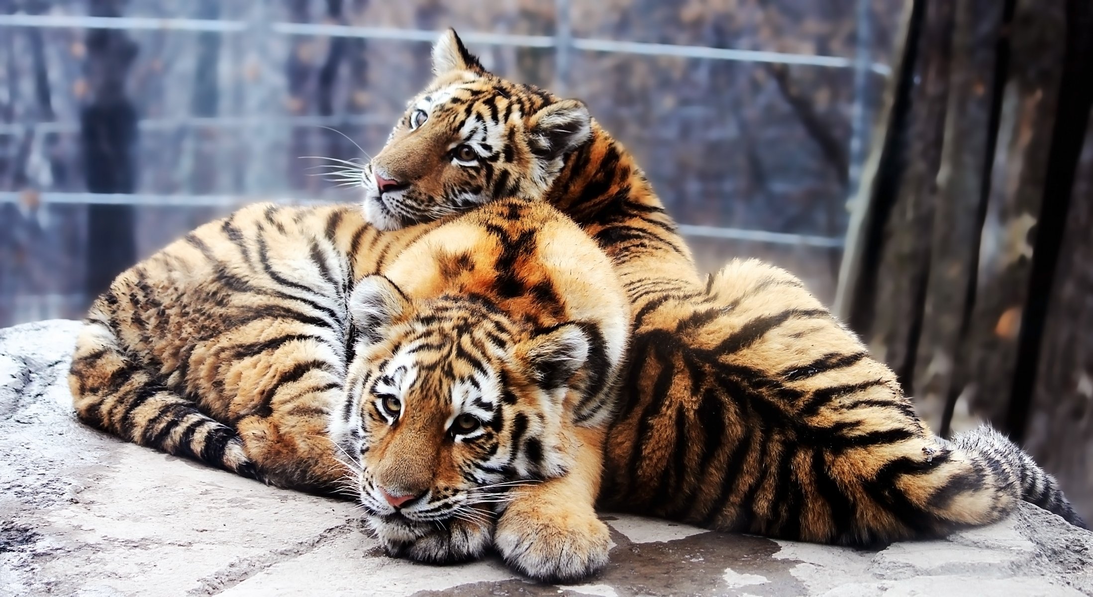 tigre dell amur pantera tigre altaica cuccioli di tigre