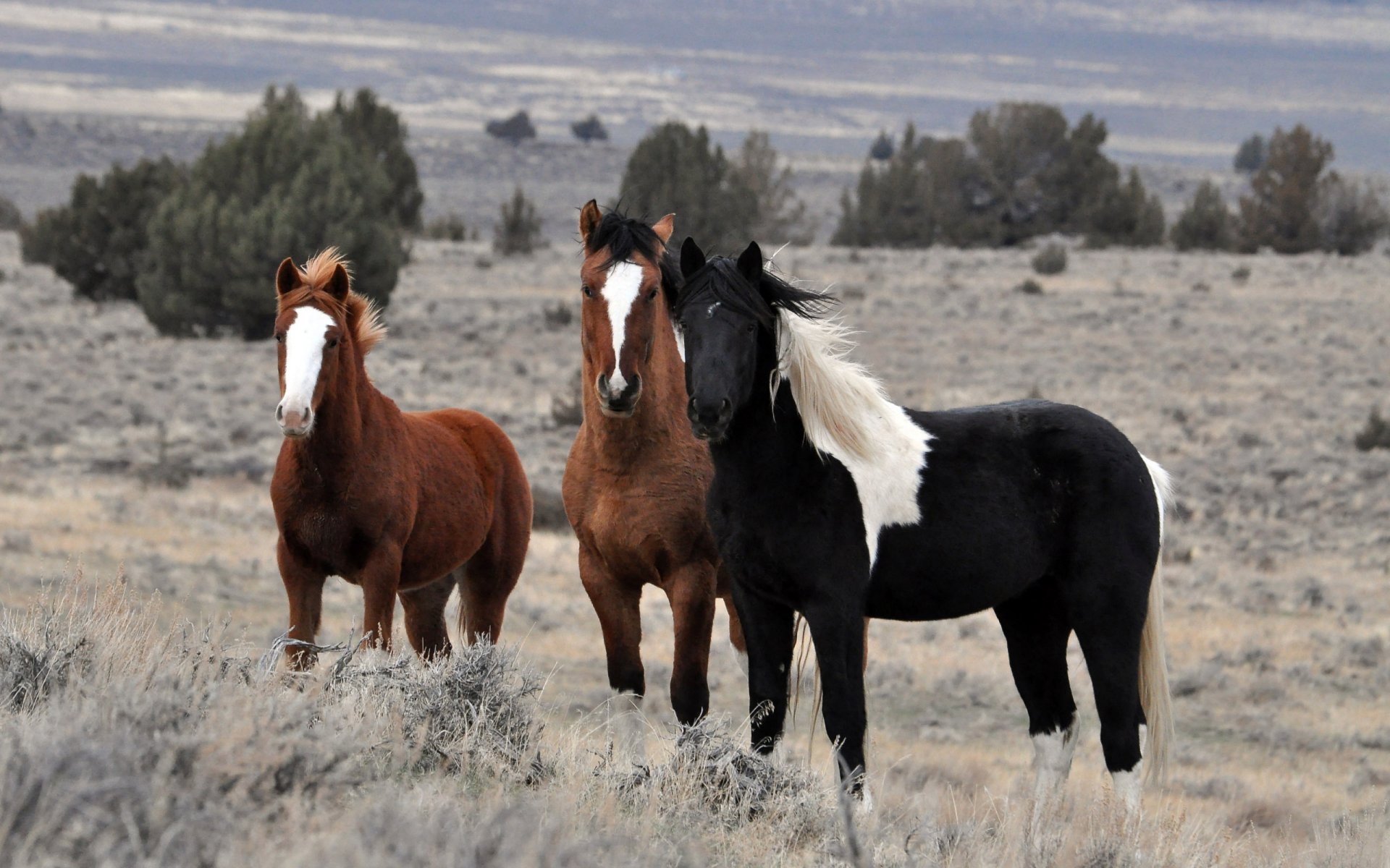 caballos caballos sementales rebaño animales naturaleza campo árboles cielo