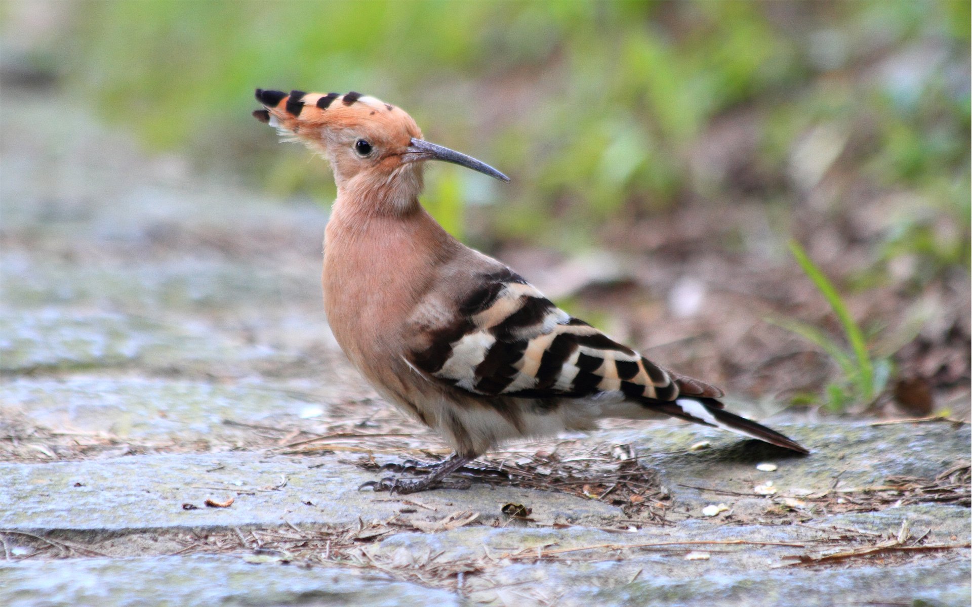 oiseau terre bandes touffe