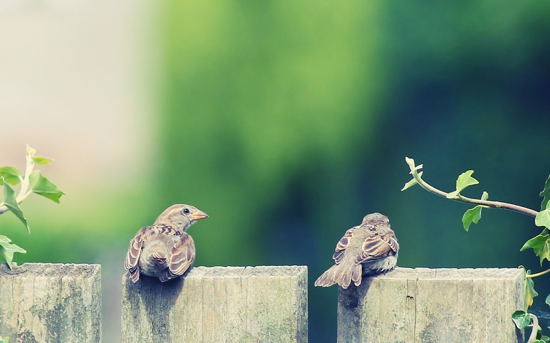 animals birds bird sparrow two chick and pike beak feathers wings tree leaves leaves background desktop wallpaper wallpaper