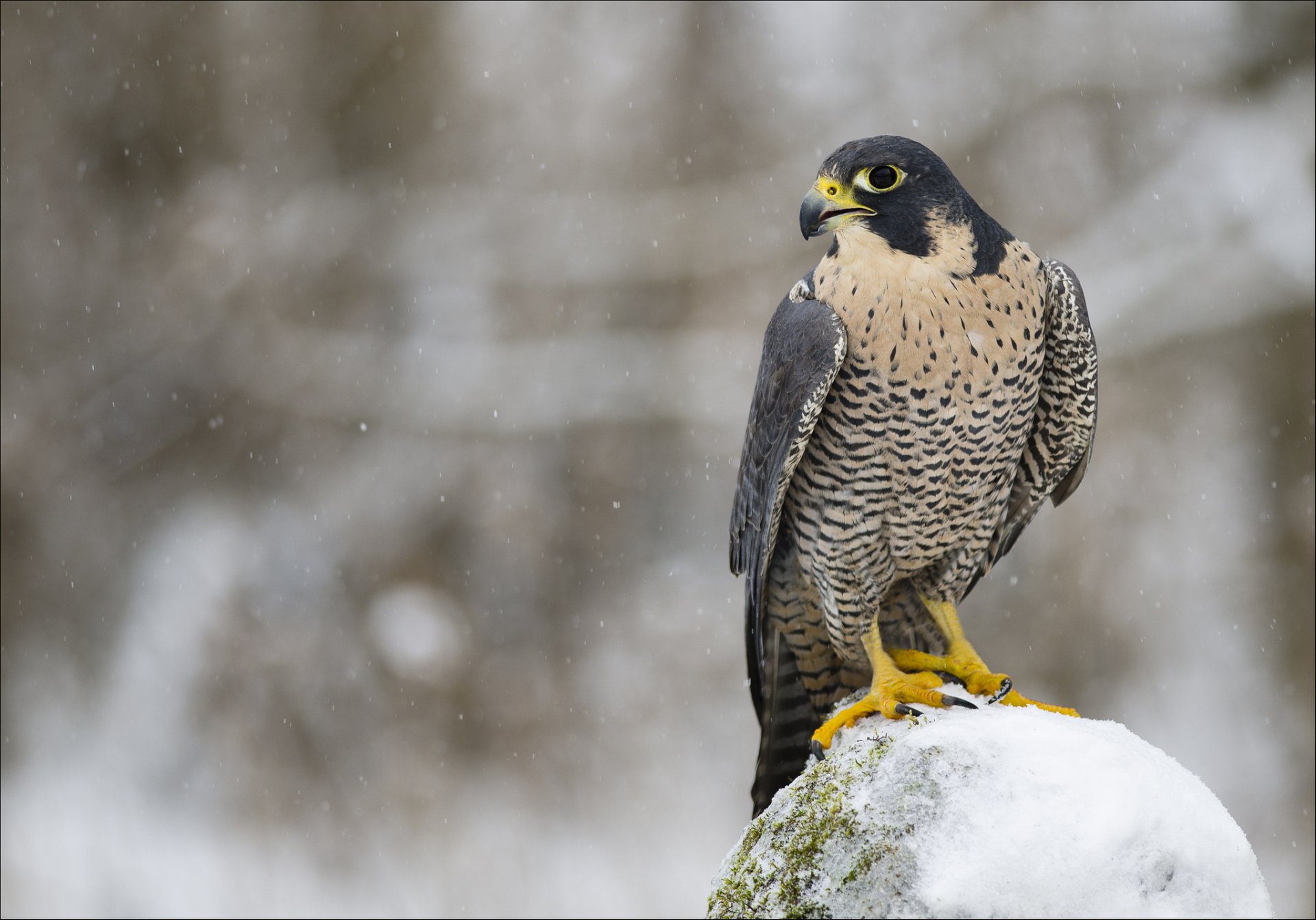 peregrine falcon falcon poultry predator view section winter snow