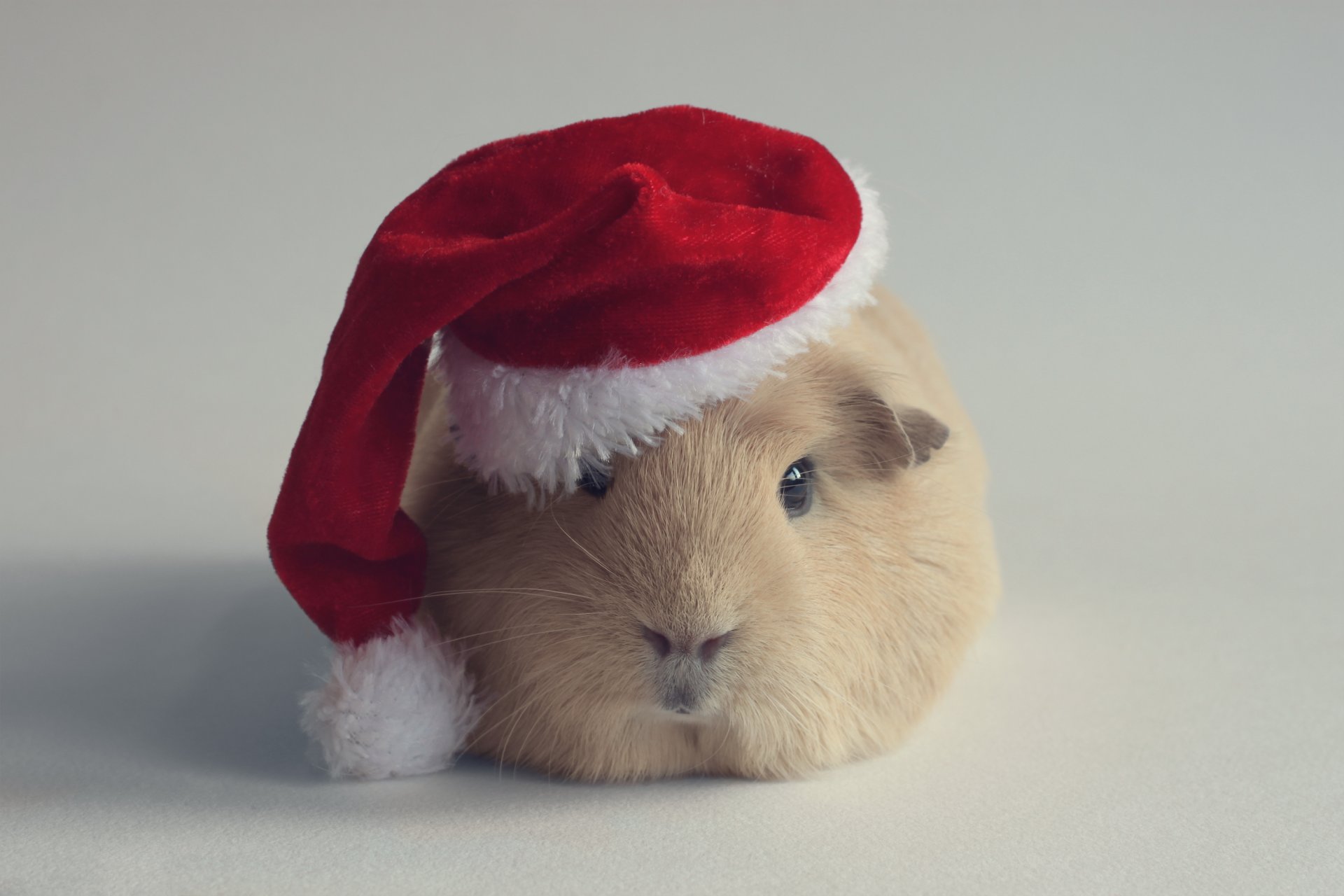 rodent guinea pigs hat santa claus new year