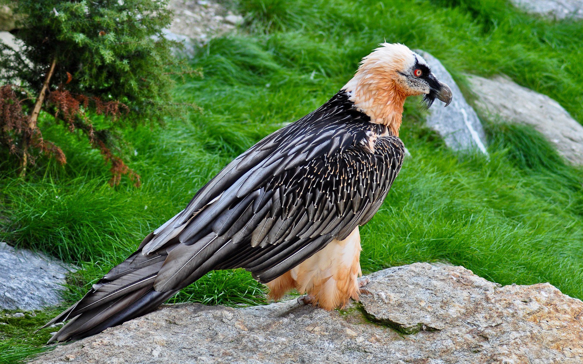 pájaro águila plumas ojos rojos vista hierba de pie piedra pico