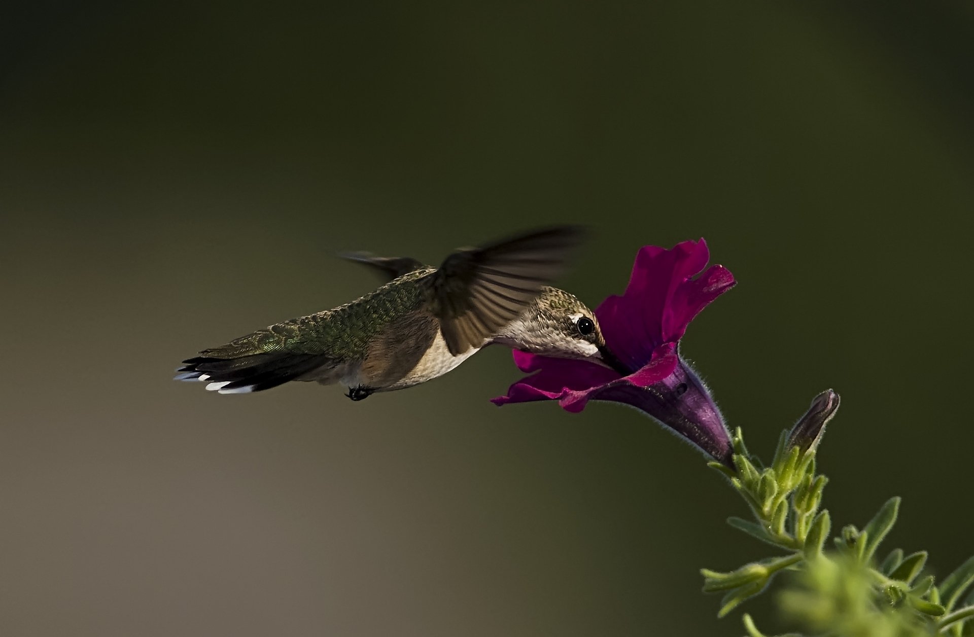 gros plan oiseau colibri fleur pétunia