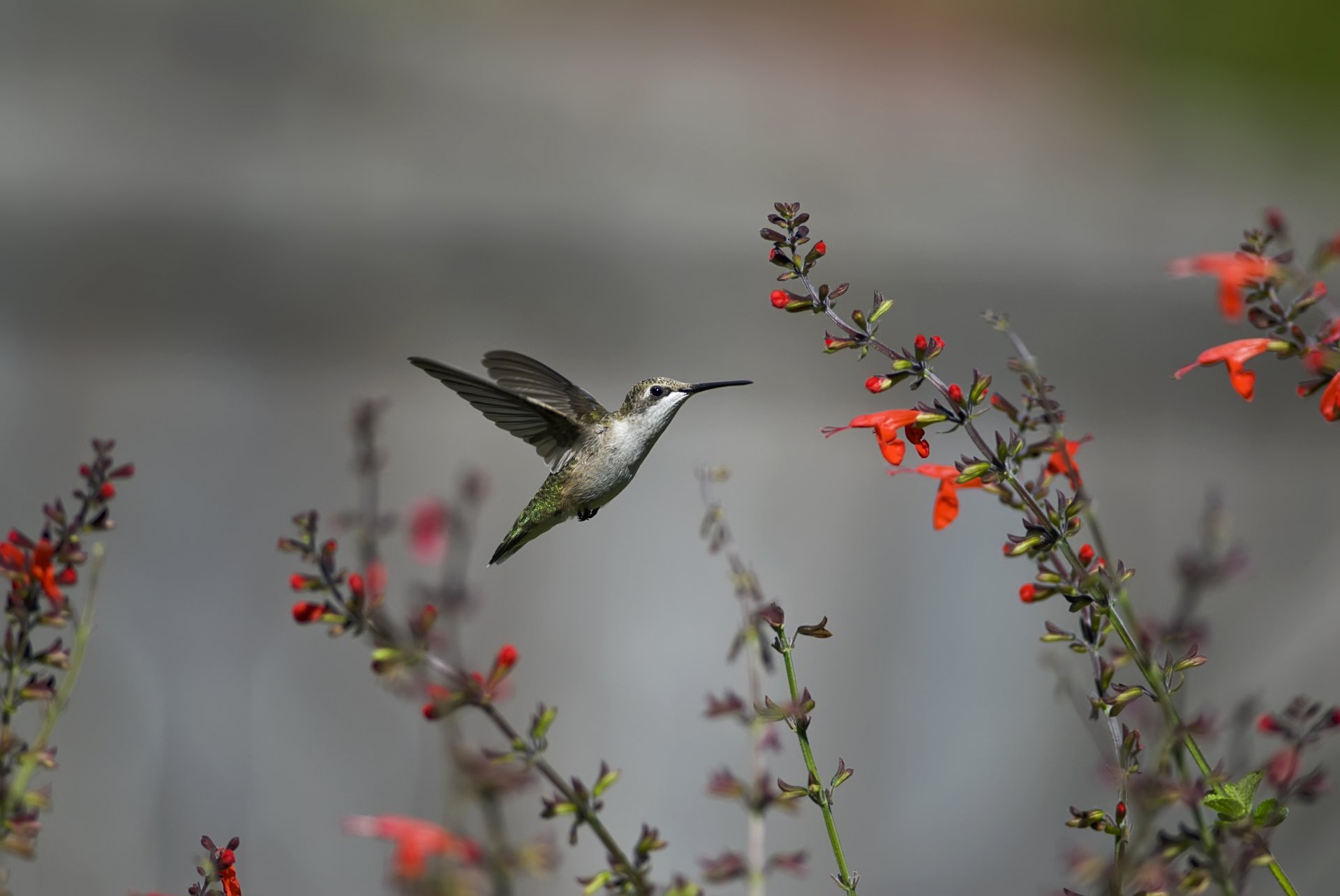 uccello colibrì volo fiori rosso