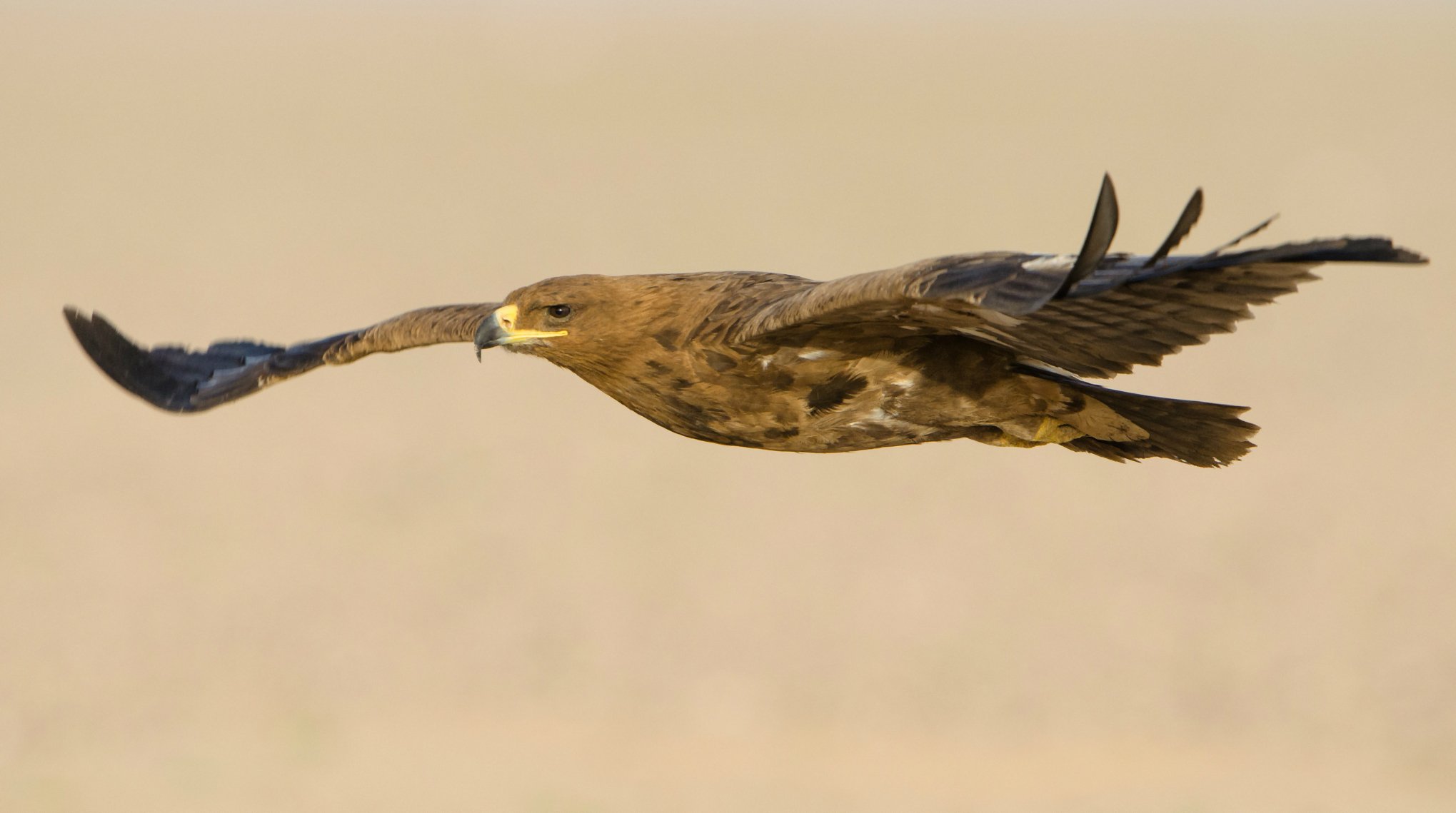 poultry predator flight wings wag