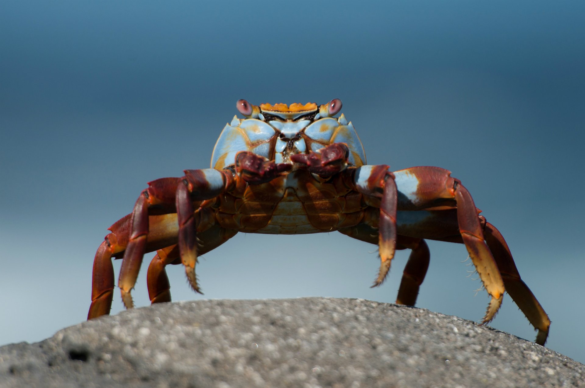 crab stone turquoise background close up