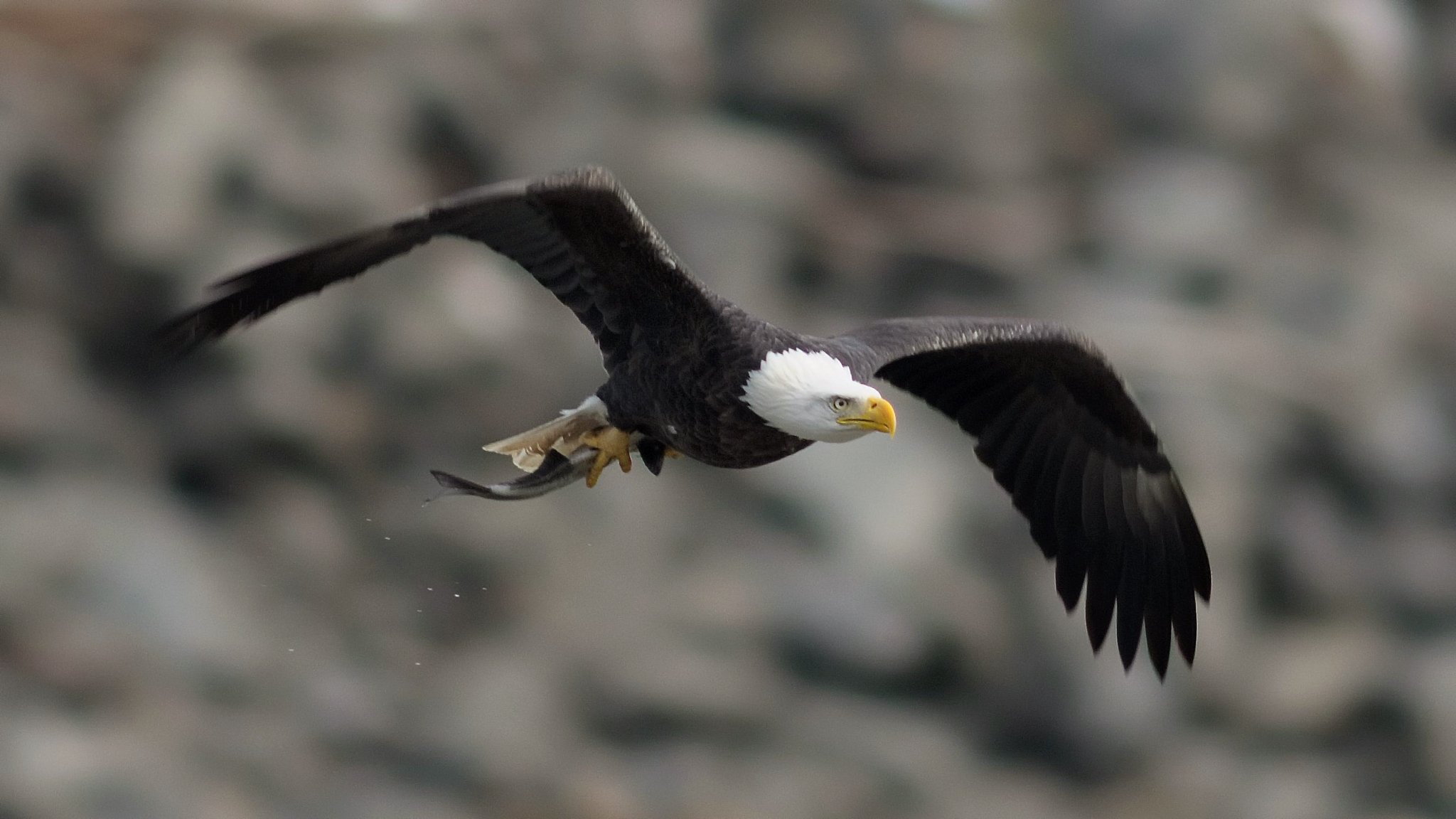 pájaro águila calva alas aleteo vuelo