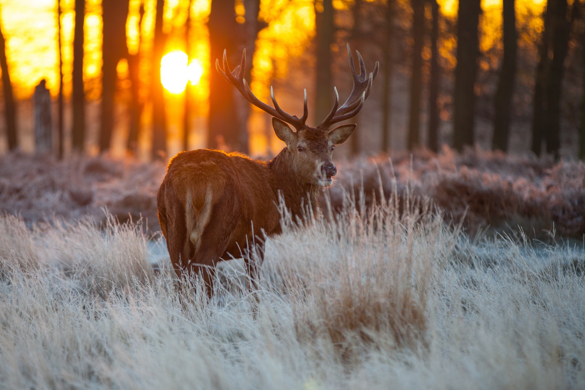 tree grass reindeer view sun nature