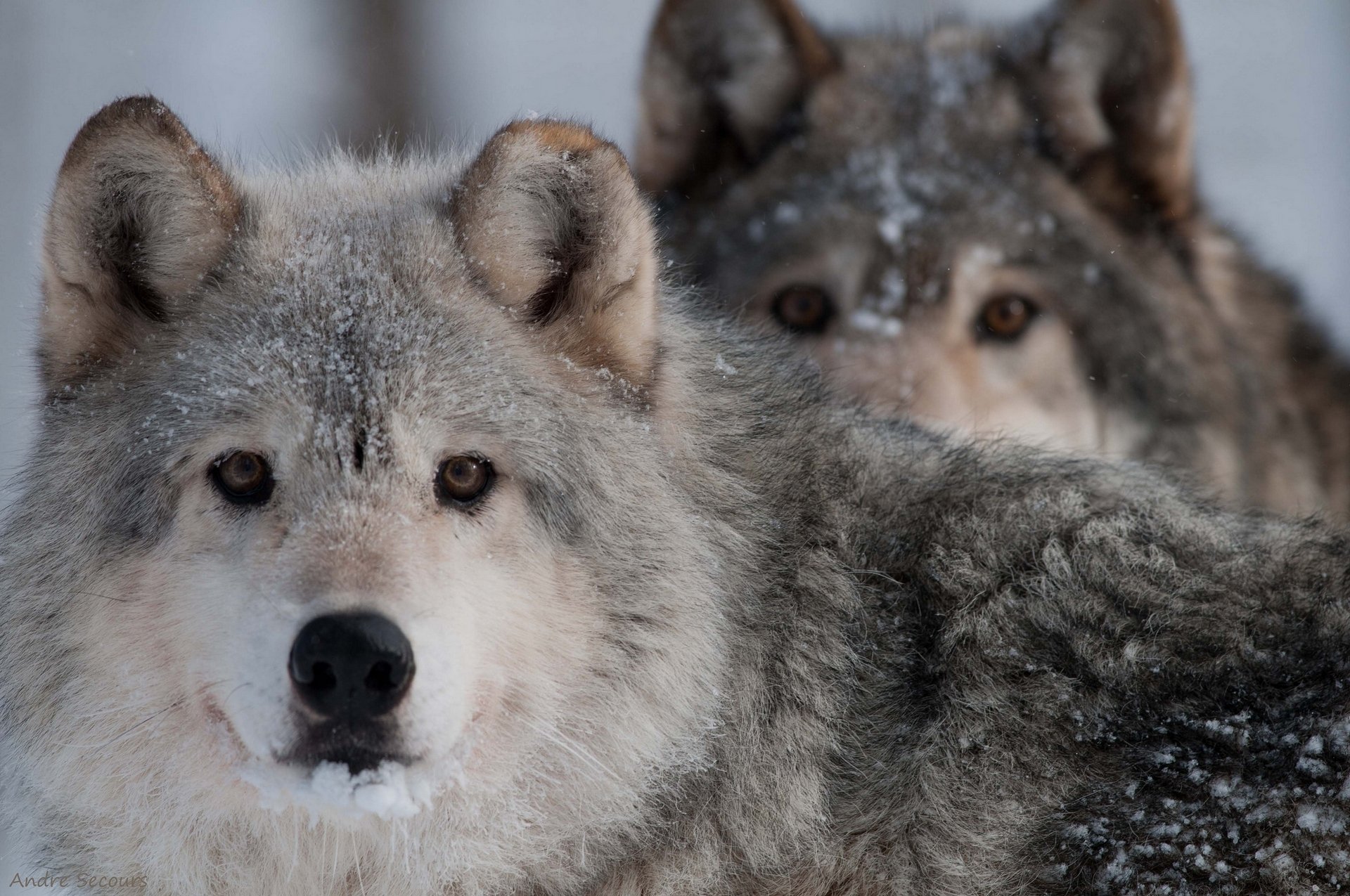 loup prédateur regard