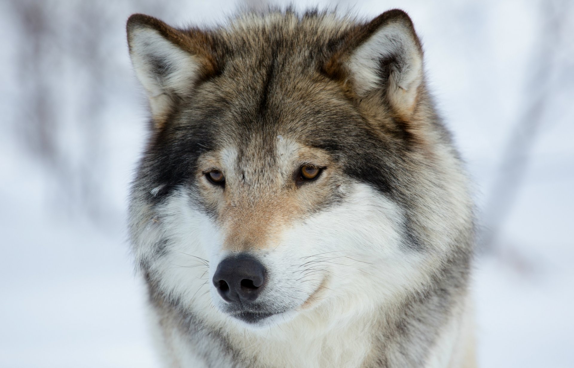 wolf traurig blick maulkorb porträt raubtier