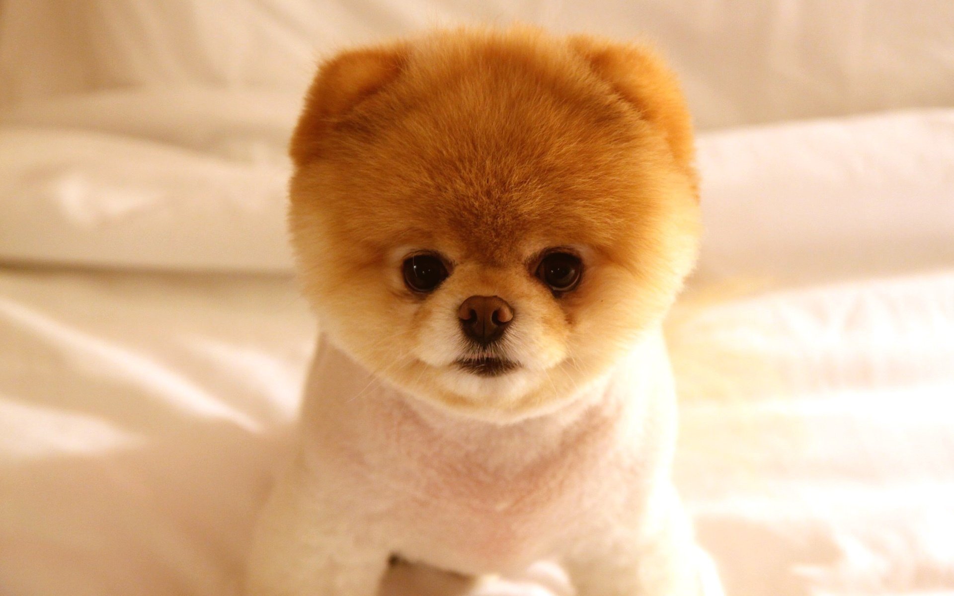 pomeranian breed dog dog look eyes nose muzzle fluffy