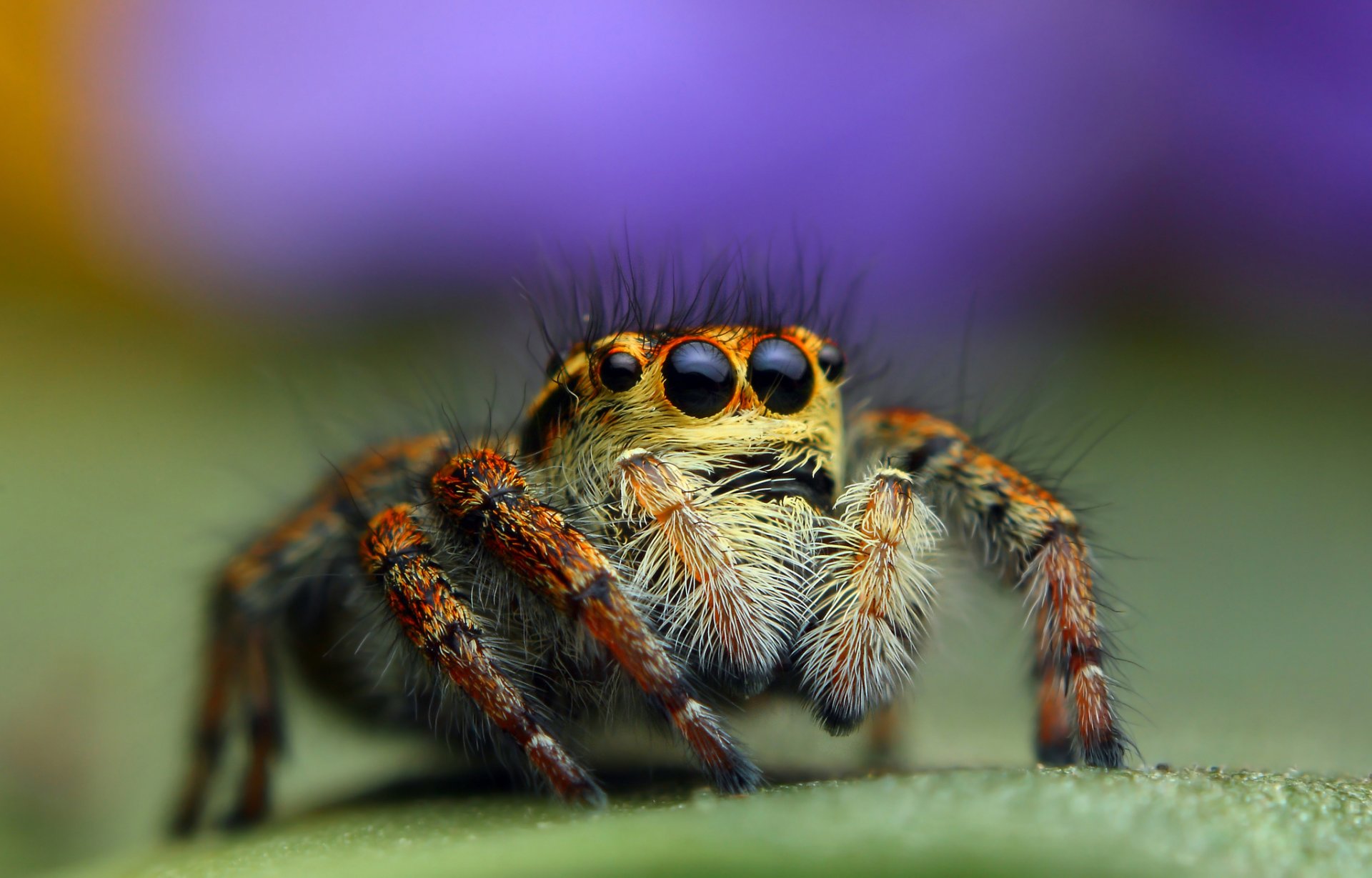 makro spinne jumper hintergrund