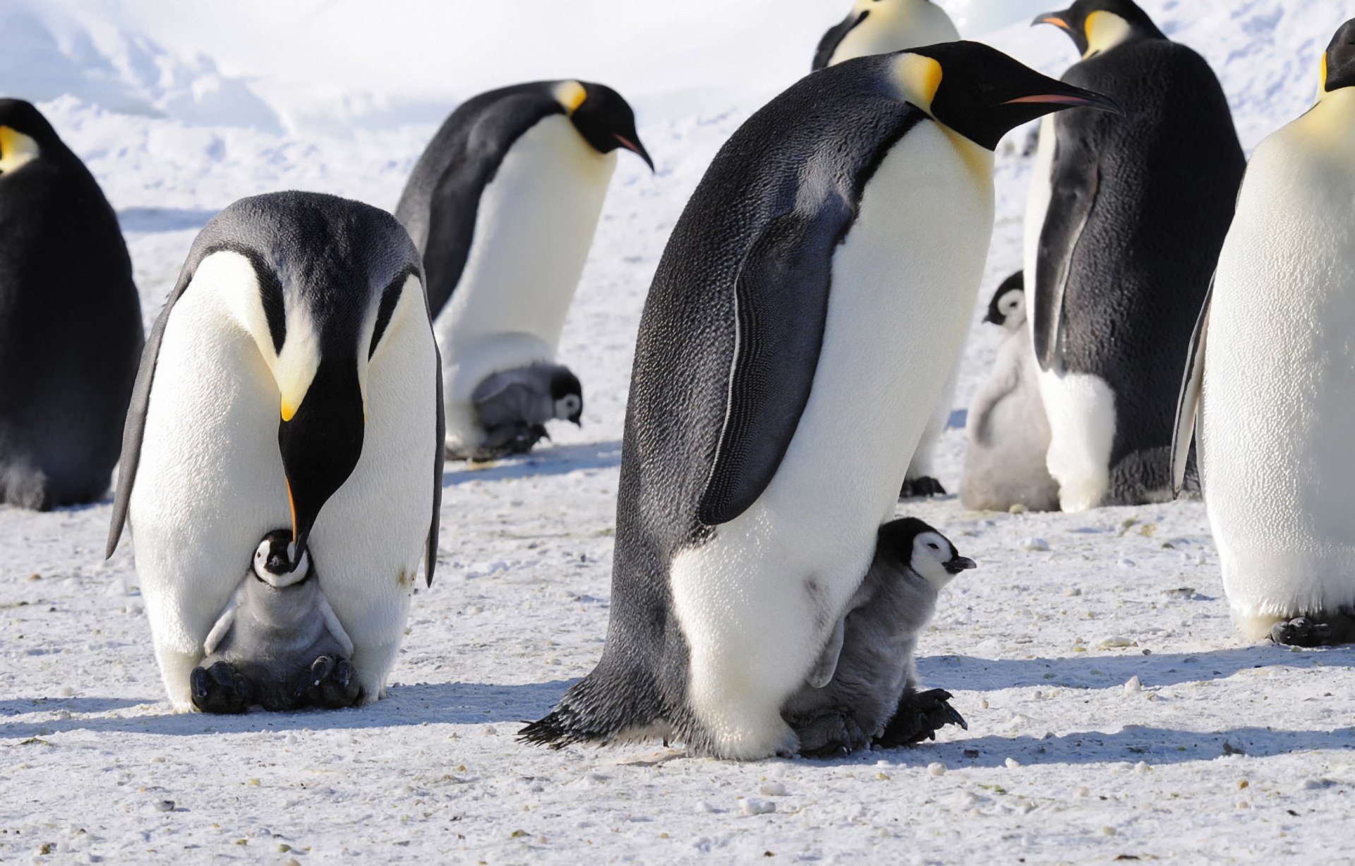 pingouins impériaux antarctique